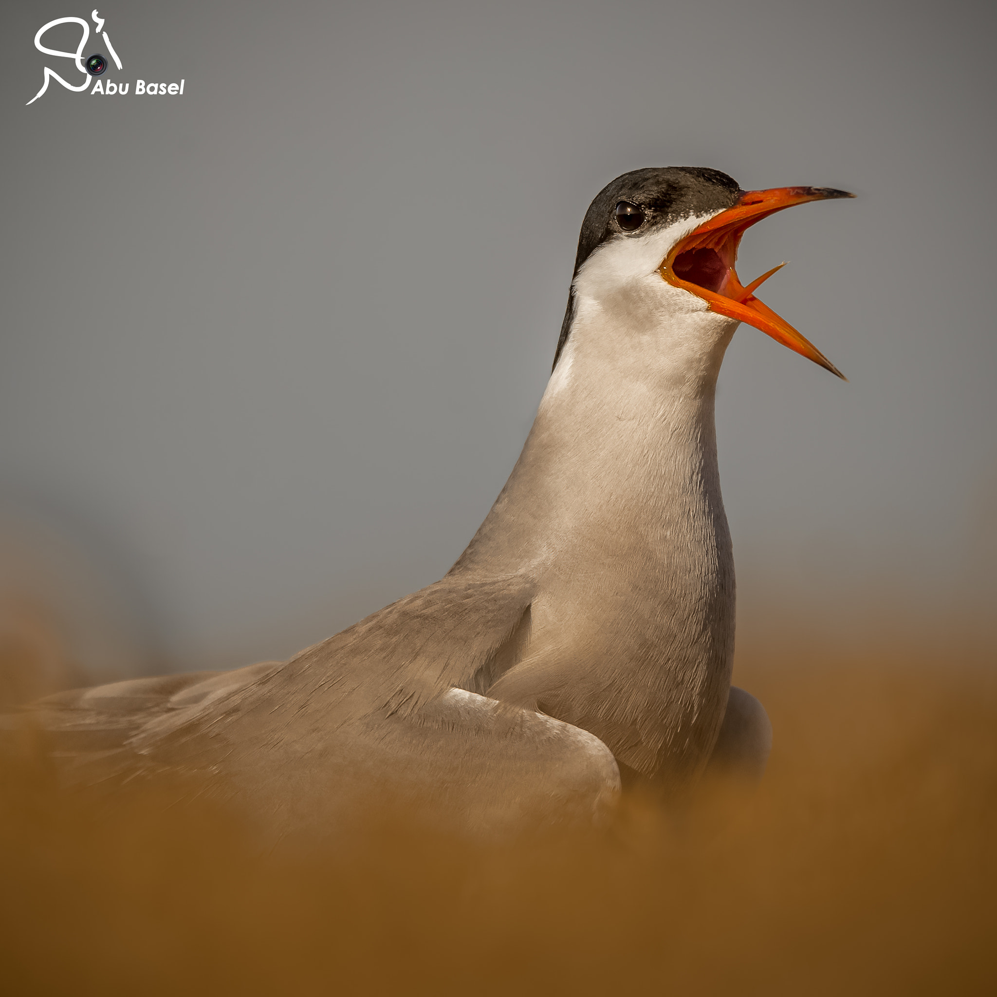 Sigma 150-600mm F5-6.3 DG OS HSM | S sample photo