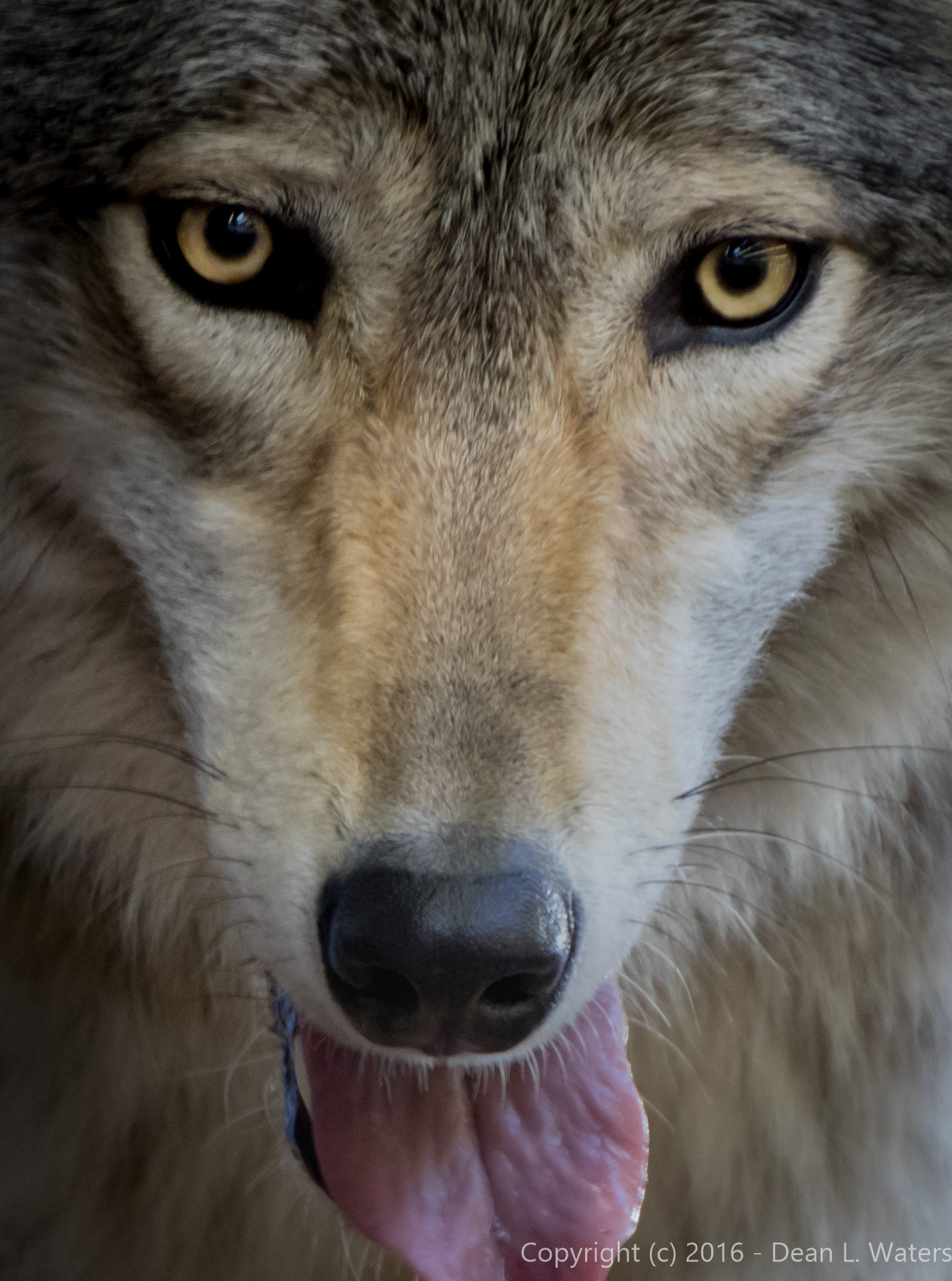 Canon EOS 760D (EOS Rebel T6s / EOS 8000D) sample photo. She wolf photography
