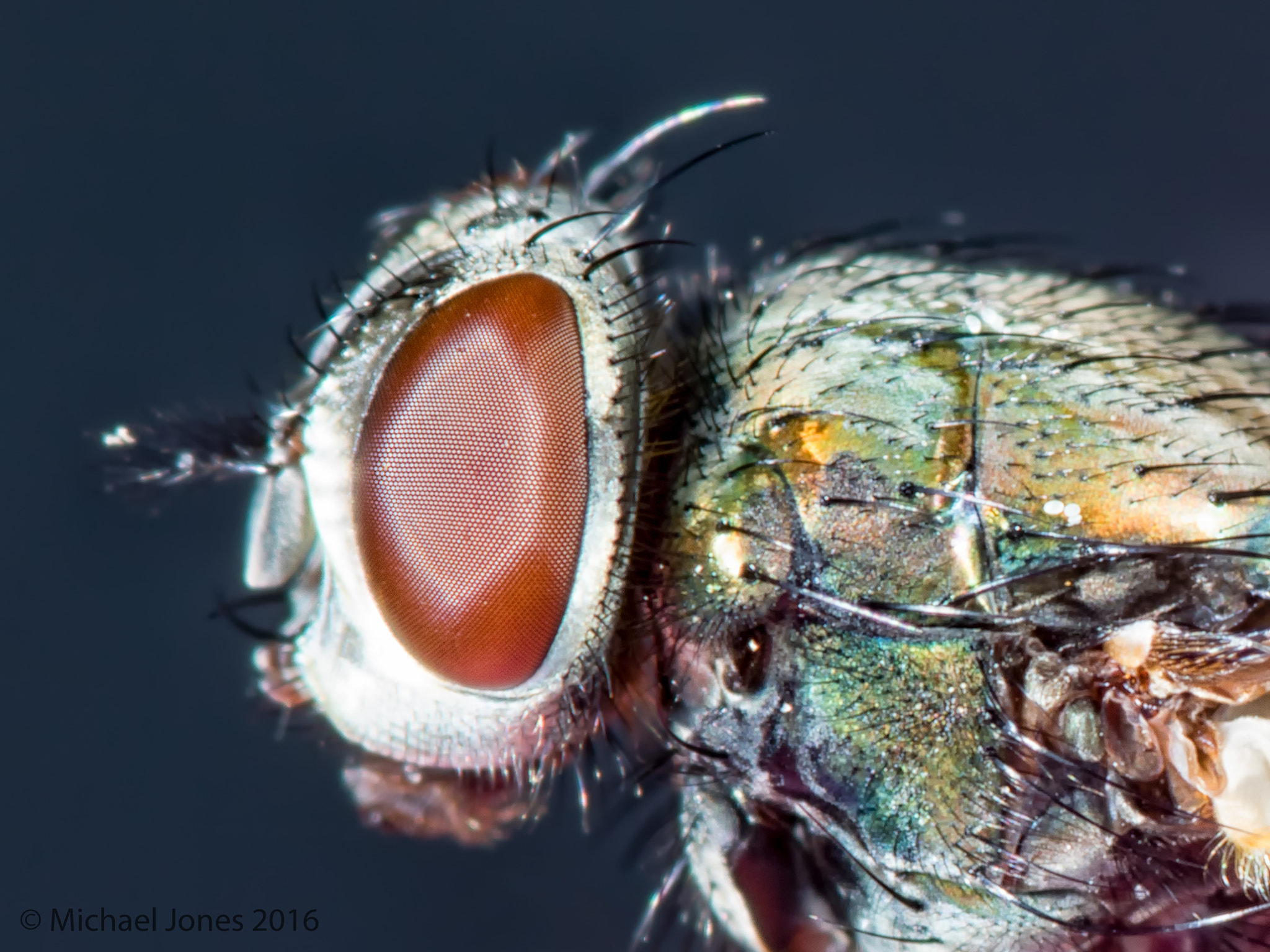 Tamron SP AF 90mm F2.8 Di Macro sample photo. Fly eye photography