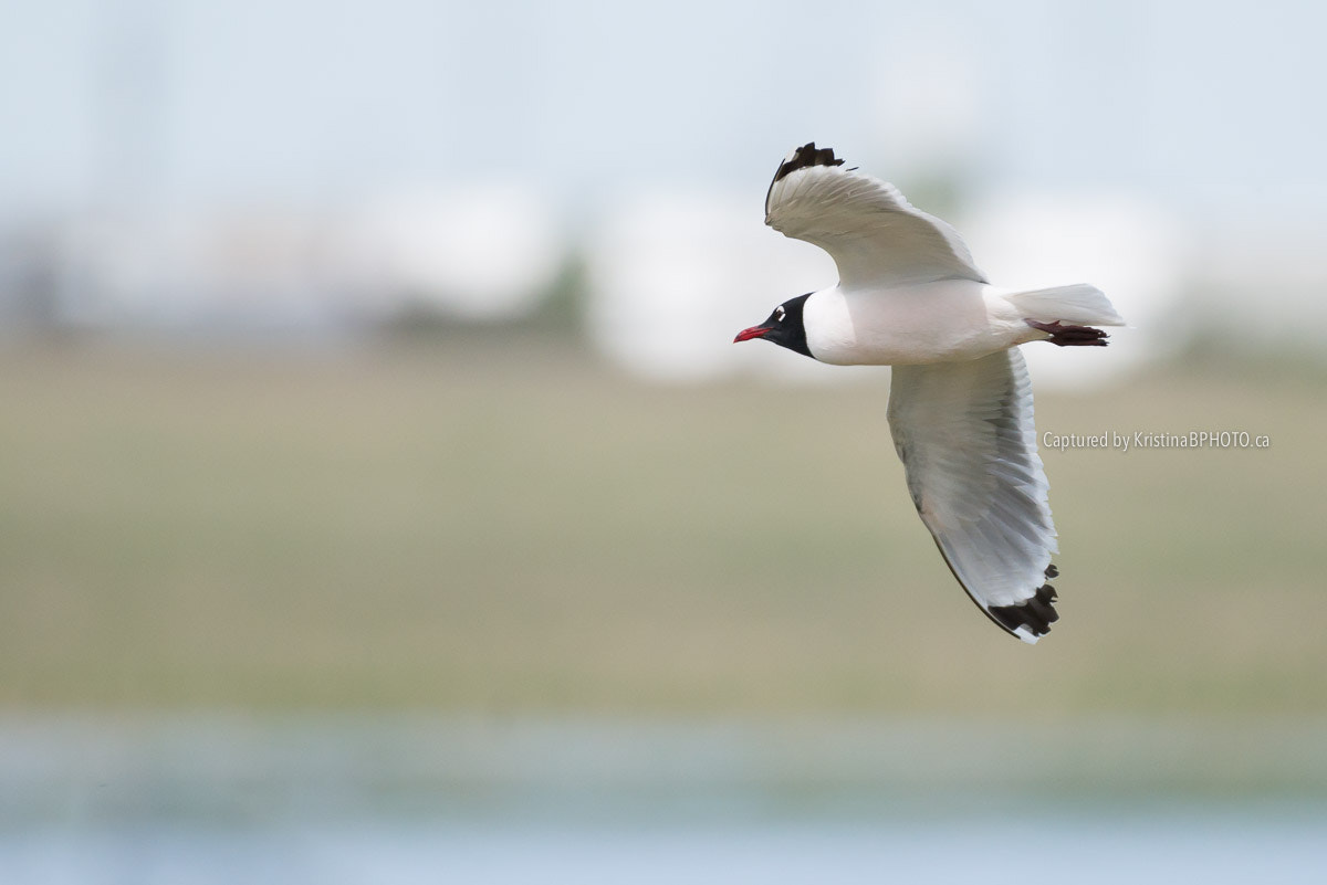 Nikon AF-S Nikkor 200-500mm F5.6E ED VR sample photo. Flying high! photography