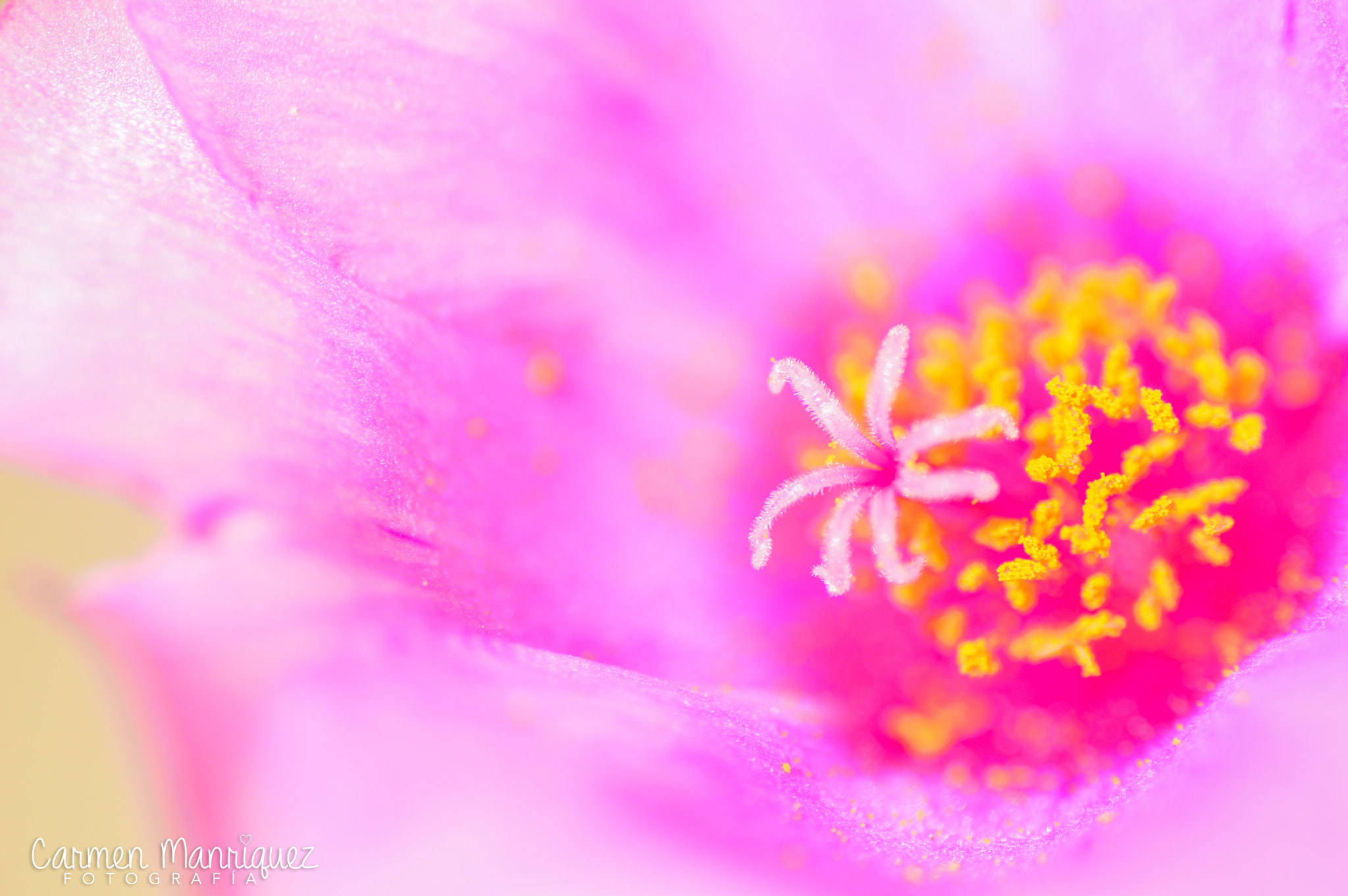 Nikon D3200 + Tamron SP 90mm F2.8 Di VC USD 1:1 Macro sample photo. Corazon photography