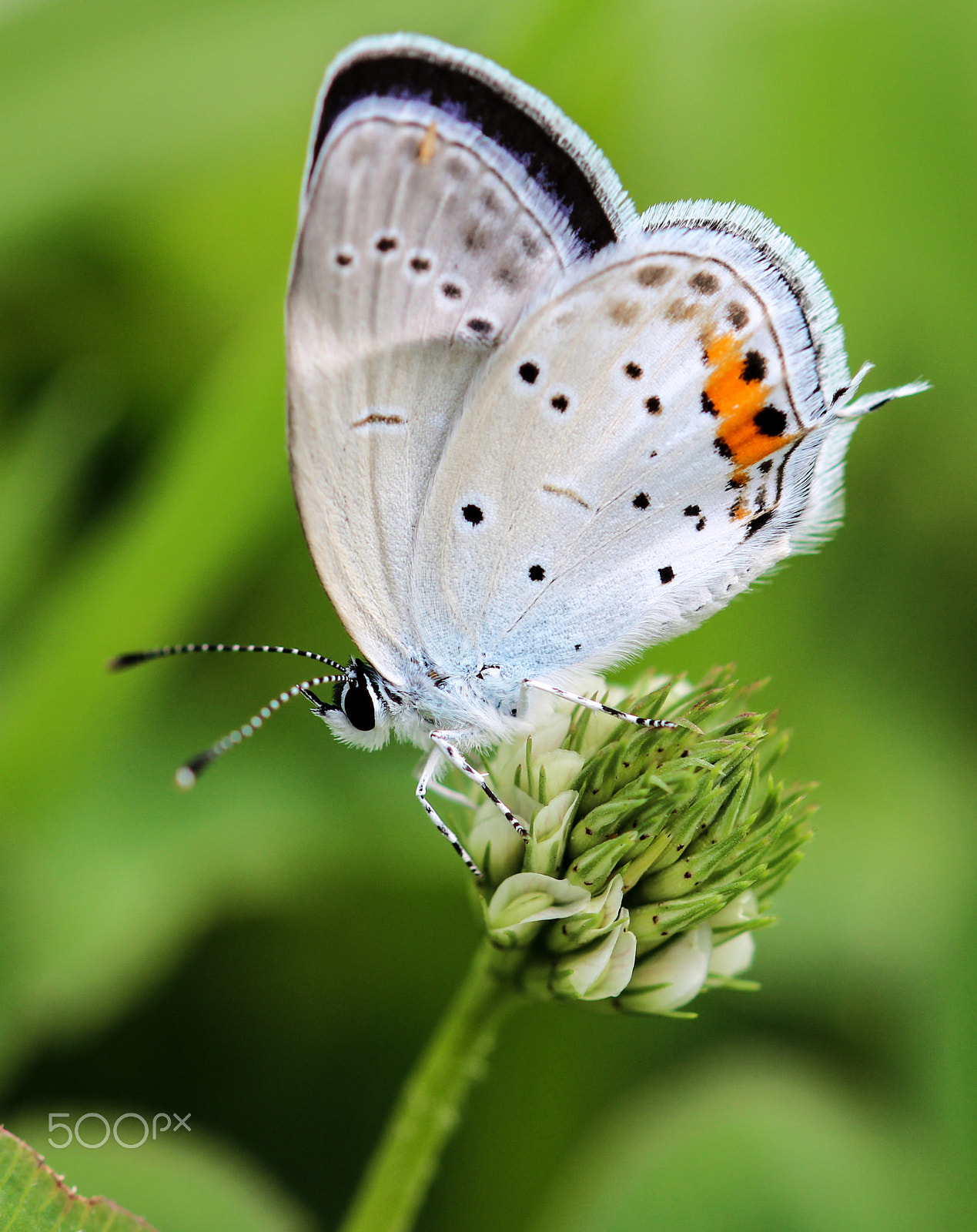 Sigma 105mm F2.8 EX DG OS HSM sample photo. High ground photography