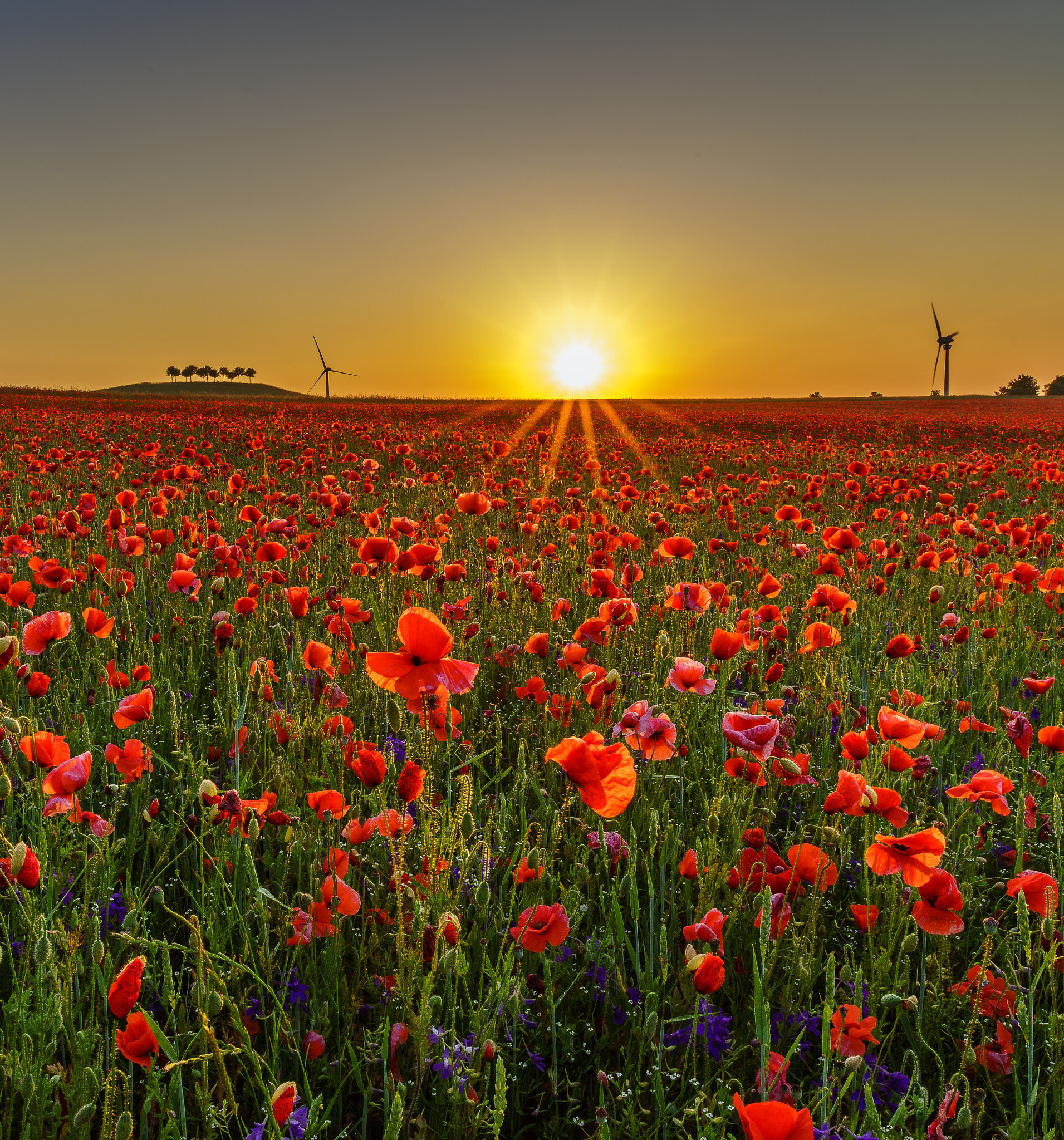 Tamron 18-270mm F3.5-6.3 Di II PZD sample photo. Mohn photography