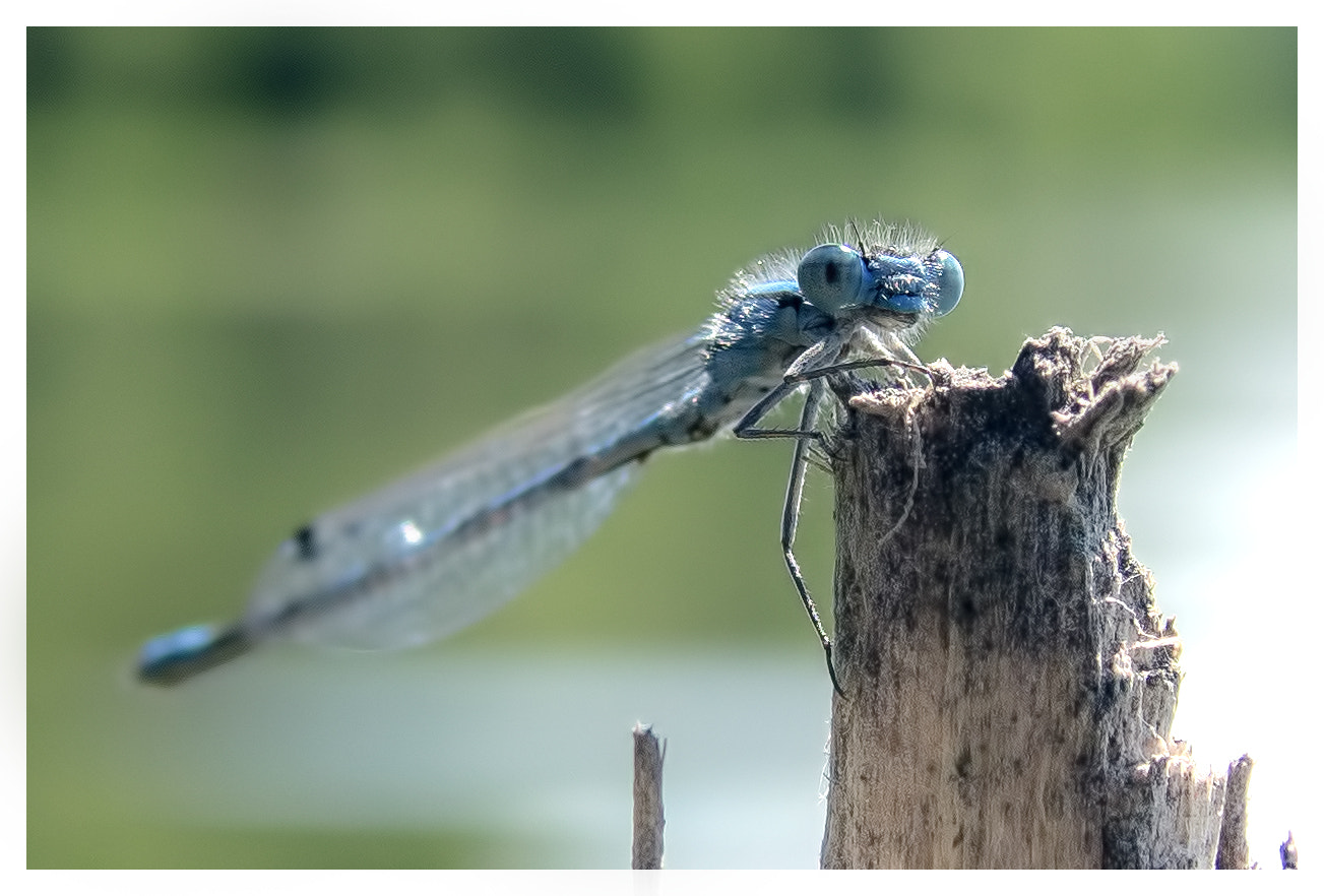 Sigma ZOOM-alpha 35-135mm F3.5-4.5 sample photo. Blue dragonfly photography