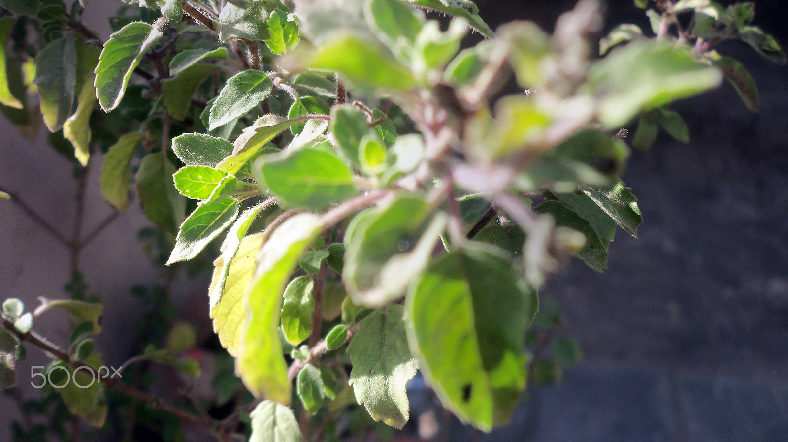 Kodak EASYSHARE C142 DIGITAL CAMERA sample photo. Random click..!! photography