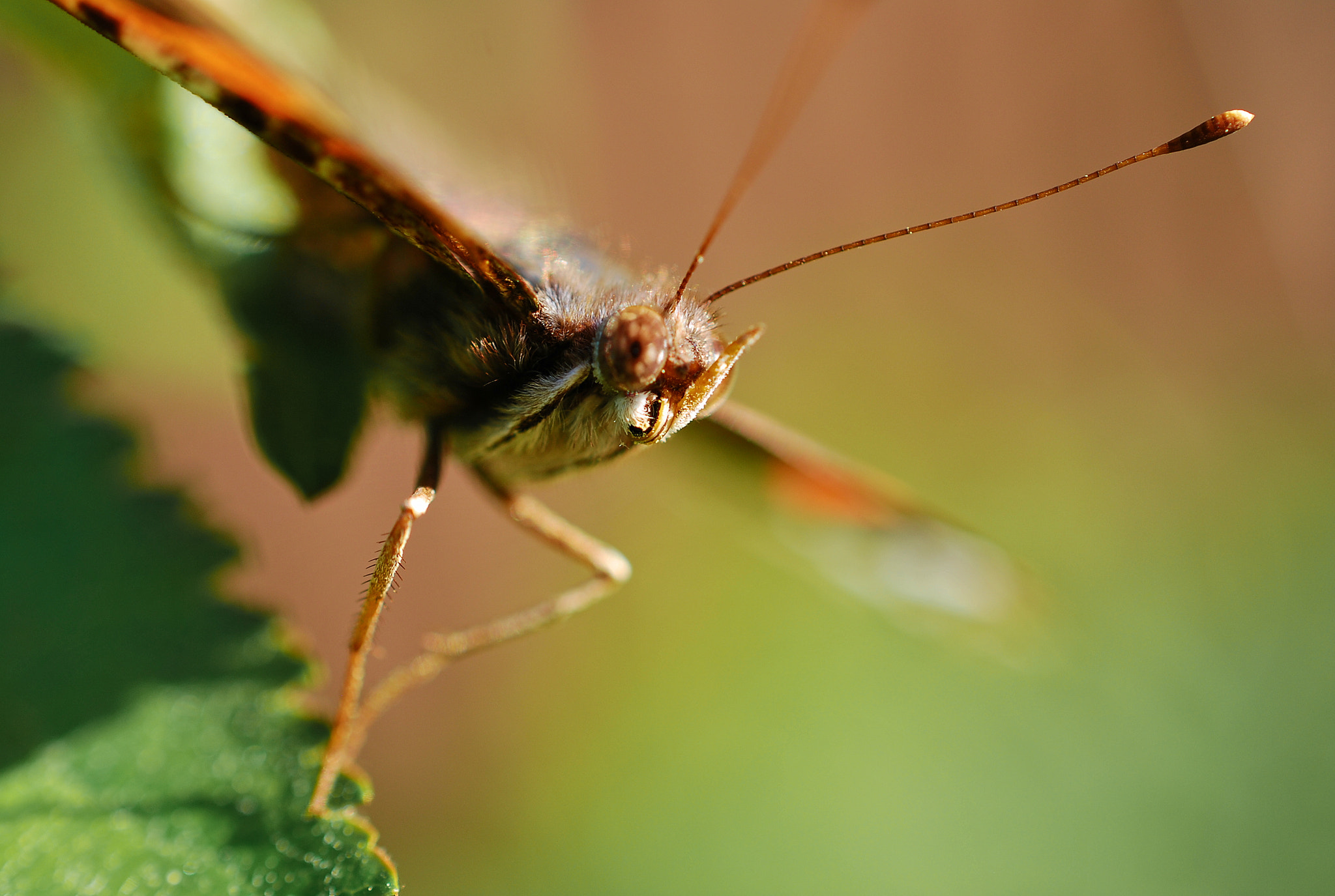 Nikon AF-S DX Micro Nikkor 40mm F2.8 sample photo. Eyes of a butterfly photography