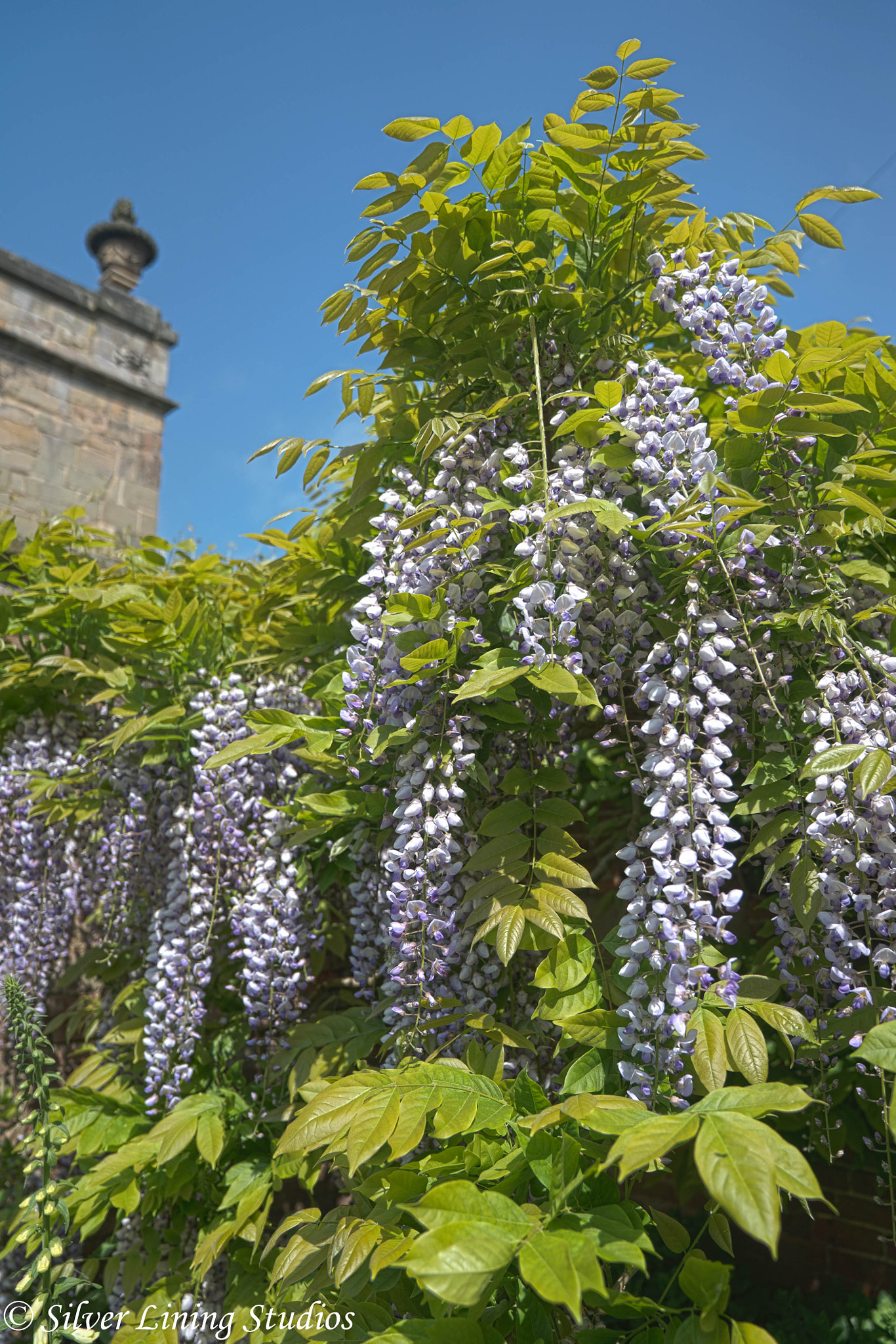 Sony FE 24-70mm F2.8 GM sample photo. Wisteria photography