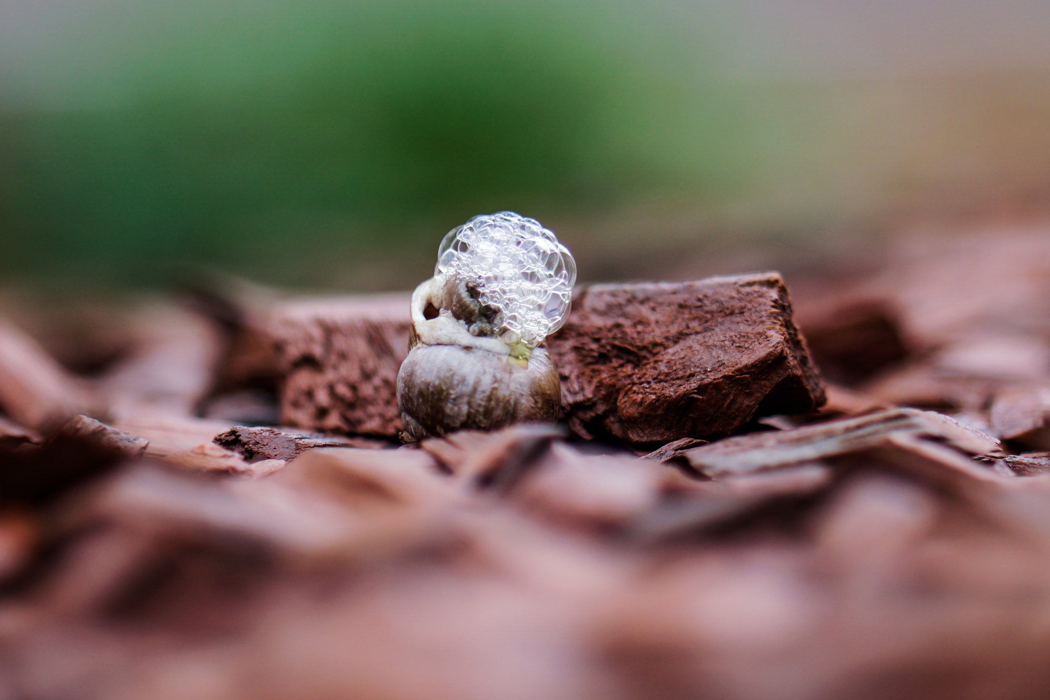 ZEISS Batis 85mm F1.8 sample photo. Dsc00612.jpg photography