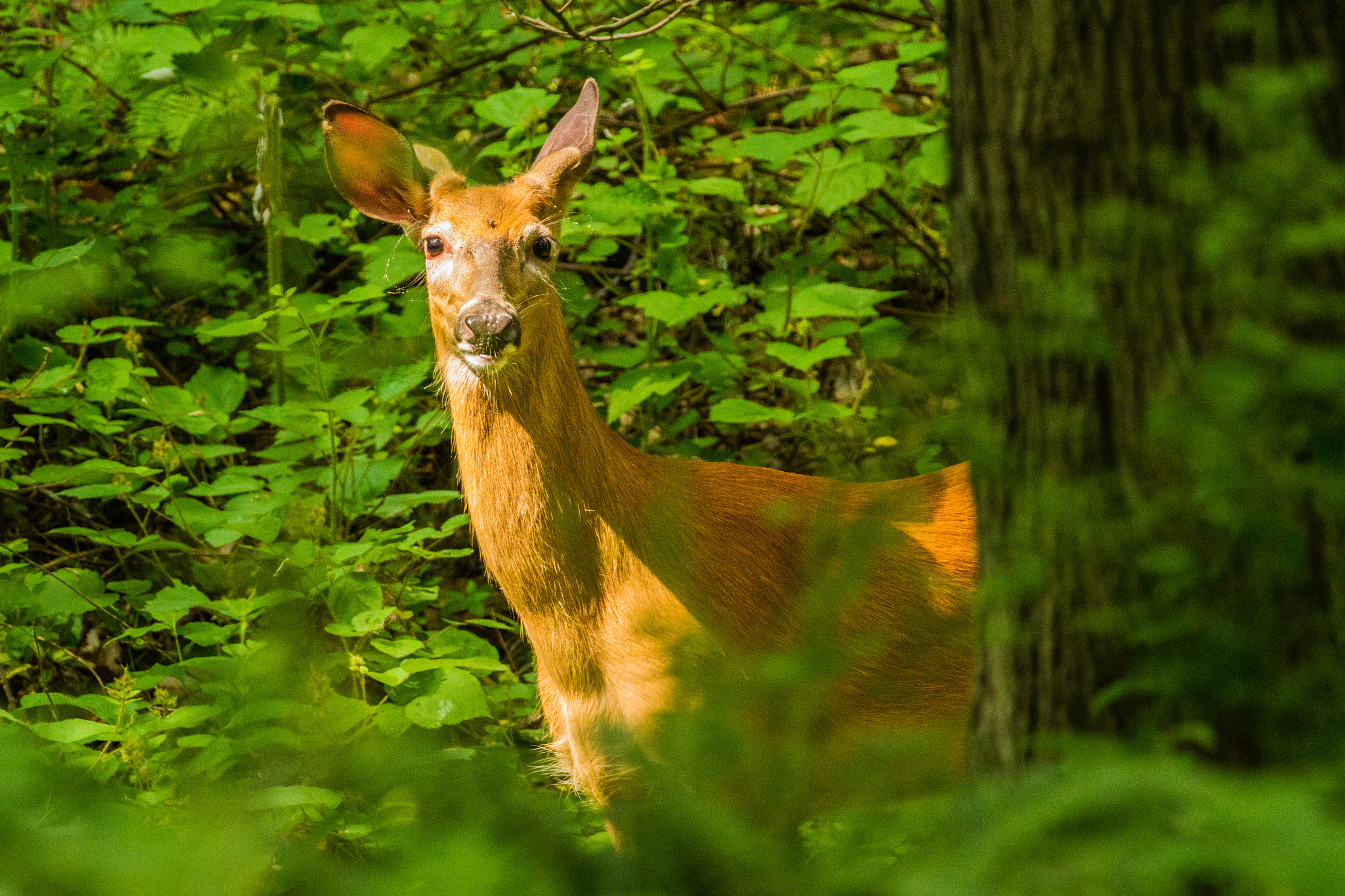 Canon EOS 7D + Canon EF 100-400mm F4.5-5.6L IS II USM sample photo. Young buck in rockefeller state park preserve, ny photography