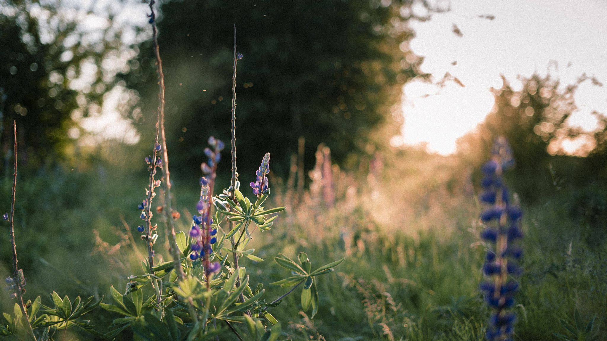 Sony FE 50mm F1.8 sample photo. Lavender sunset photography