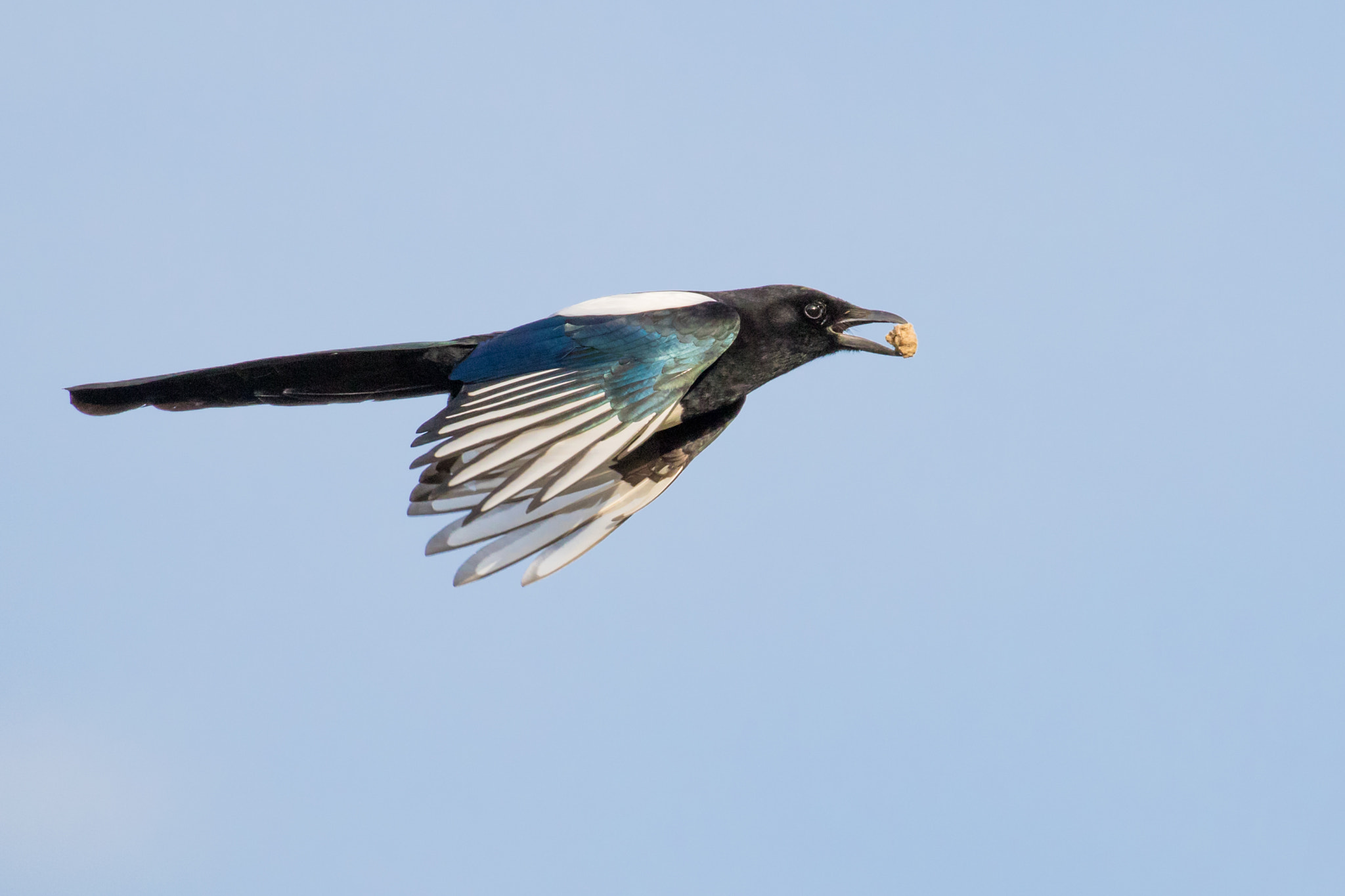 Canon EOS 7D Mark II + Canon EF 100-400mm F4.5-5.6L IS II USM sample photo. Magpie flyby photography