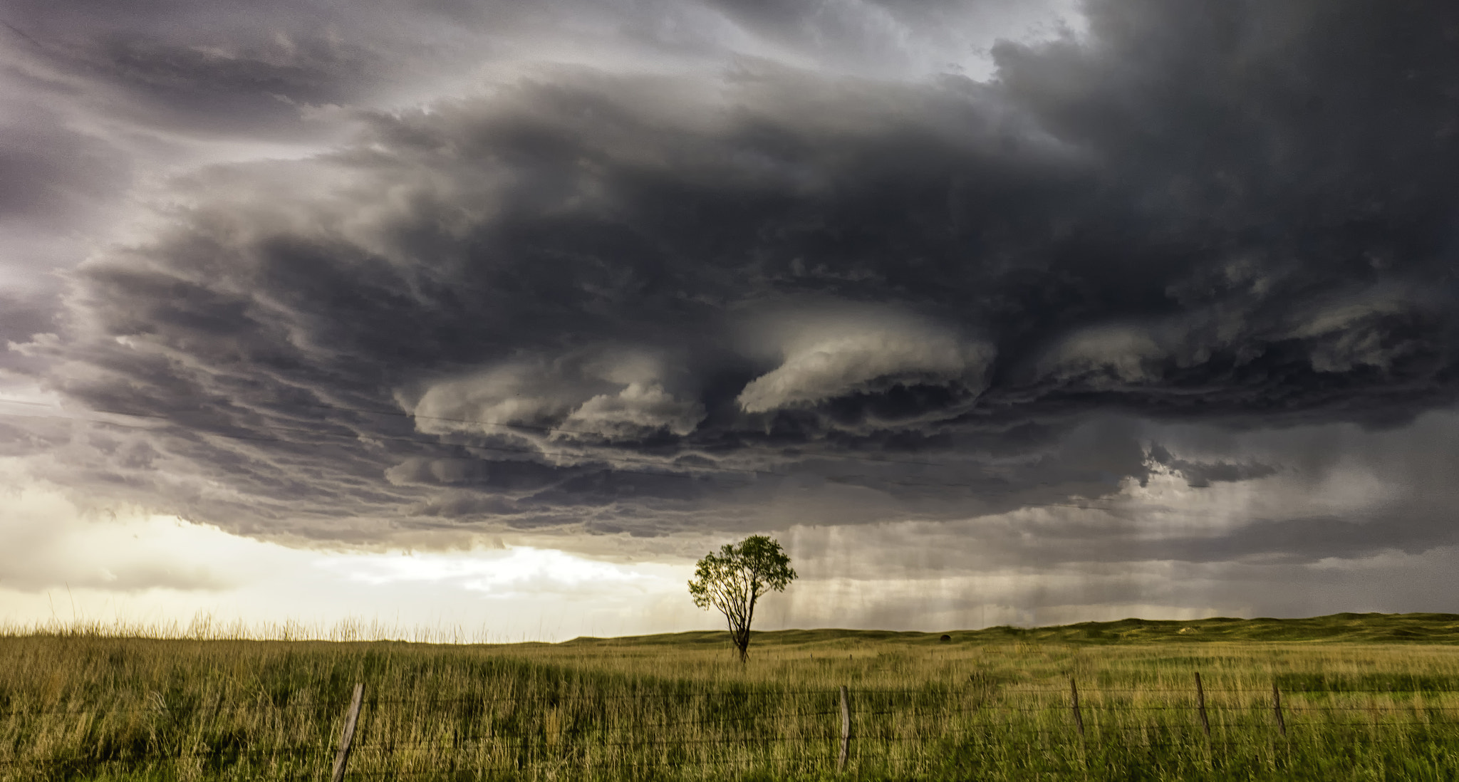 Leica Tri-Elmar-M 16-18-21mm F4 ASPH sample photo. Nebraska tree photography