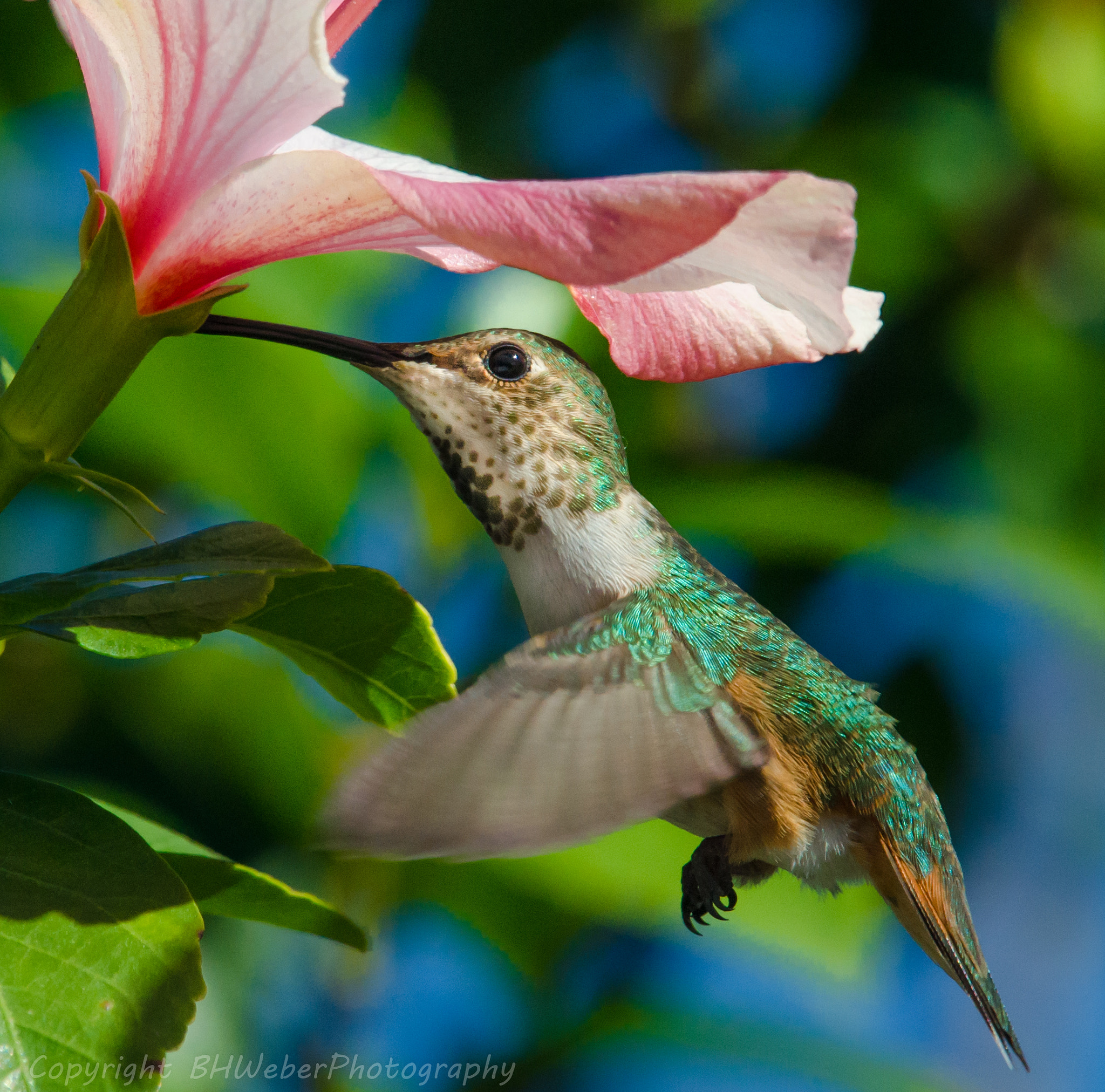 Nikon Nikkor AF-S 300mm F4E PF ED VR sample photo. Hummingbird and hibiscus photography