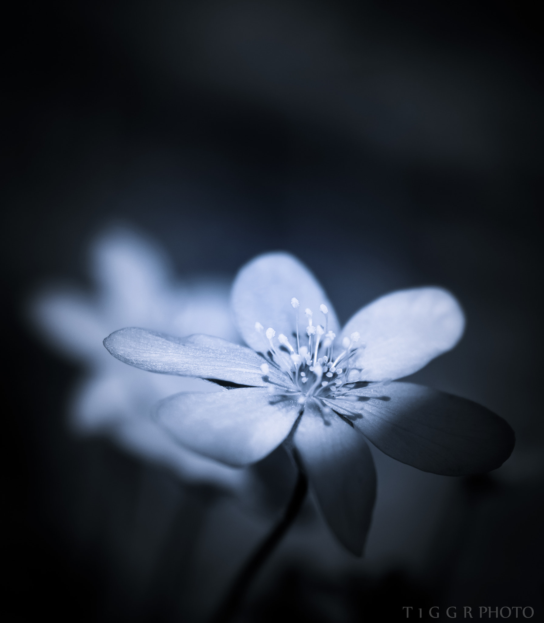 Samsung NX30 + Samsung NX 60mm F2.8 Macro ED OIS SSA sample photo. Mystic photography
