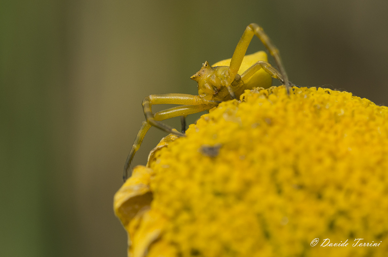Pentax K-5 IIs + Sigma sample photo. Lv photography
