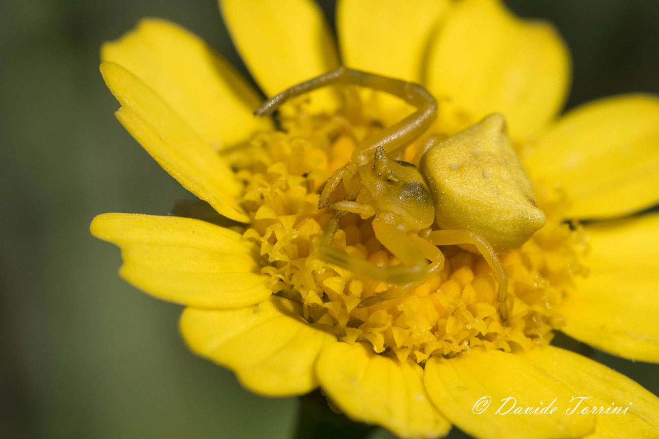 Pentax K-5 IIs + Sigma sample photo. Lv photography