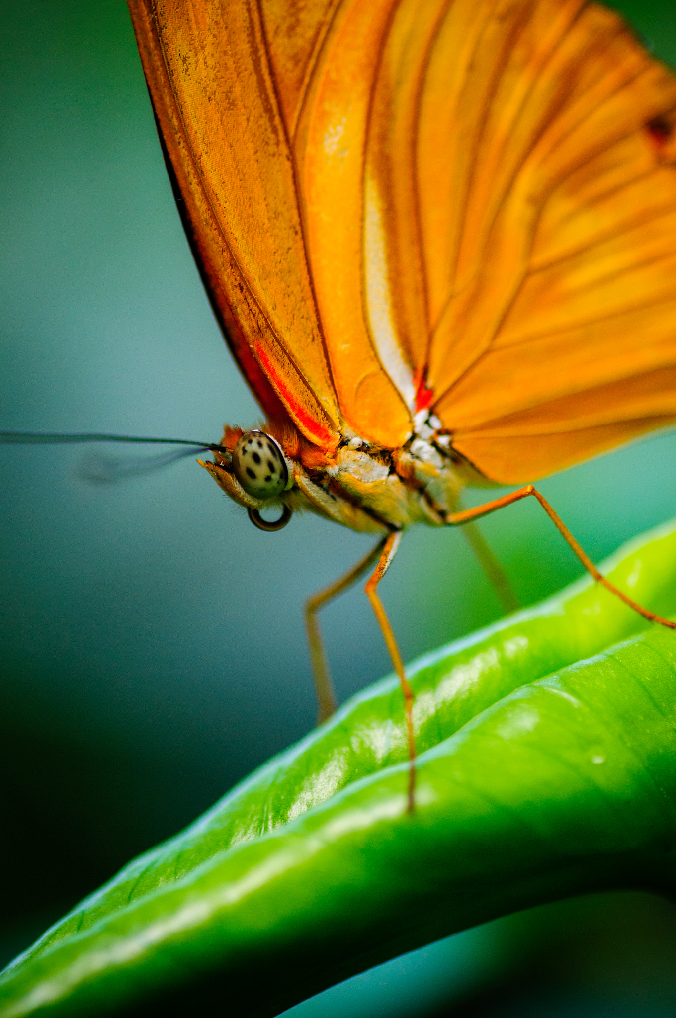 Nikon D300 + Tamron SP 90mm F2.8 Di VC USD 1:1 Macro sample photo. Hello there orange butterfly photography