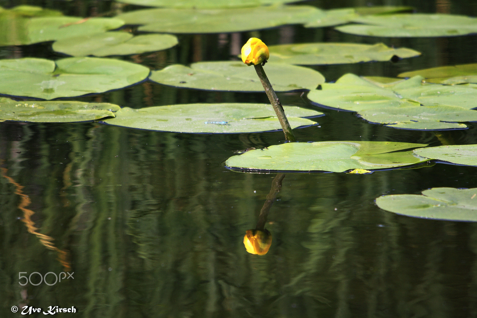 Canon EOS 1000D (EOS Digital Rebel XS / EOS Kiss F) + Sigma 150-500mm F5-6.3 DG OS HSM sample photo. Yellow water lily bud (nuphar lutea) photography
