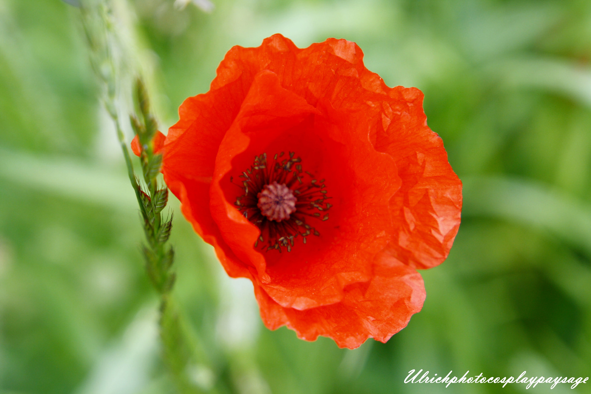 Canon EF 24-105mm F3.5-5.6 IS STM sample photo. Coquelicot photography