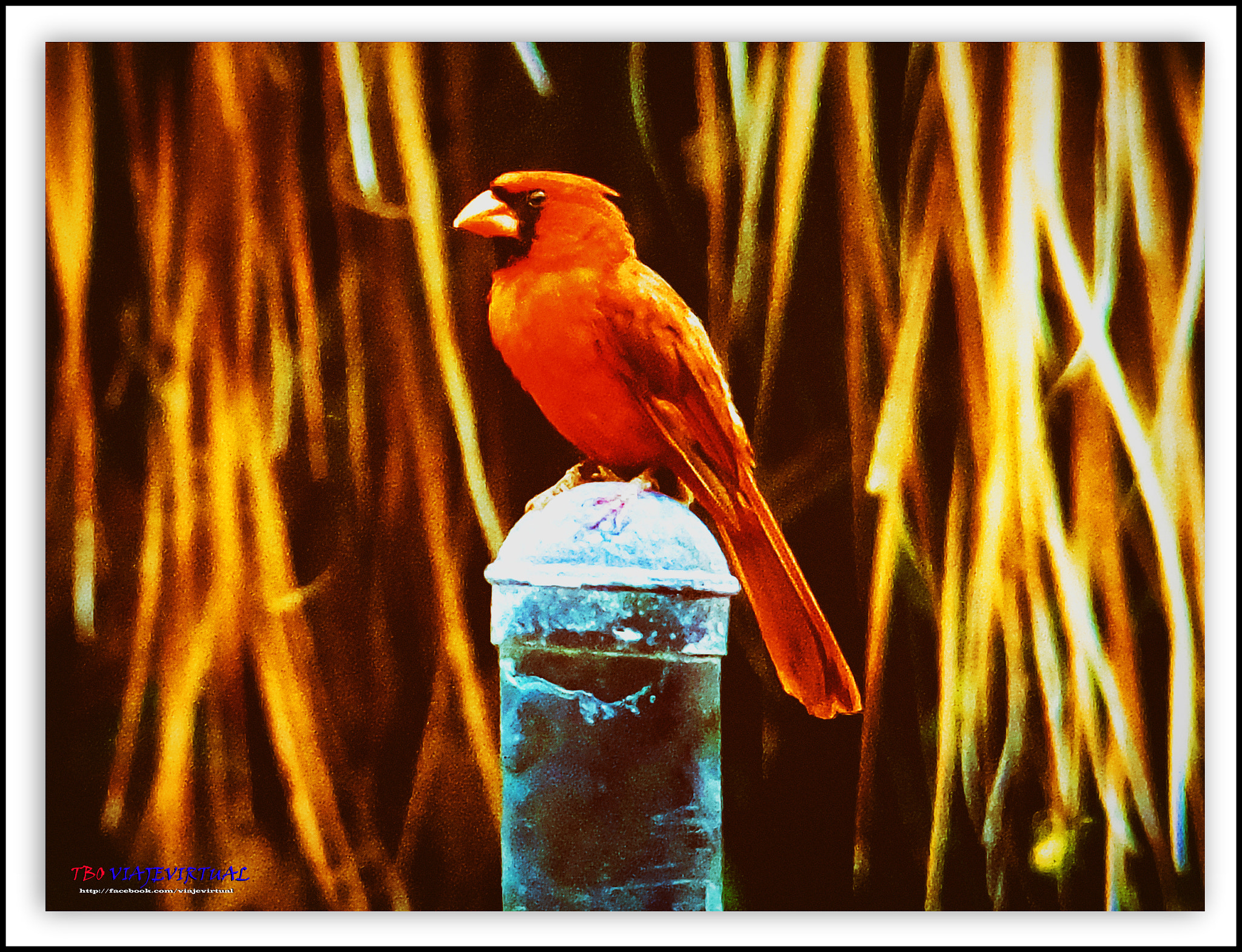 Fujifilm FinePix F850EXR sample photo. Northern cardinal,cardinalis photography