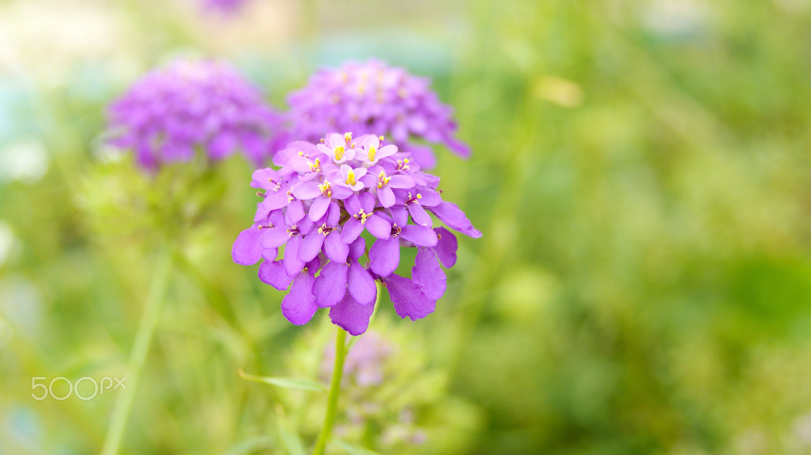 Minolta AF 35-70mm F3.5-4.5 [II] sample photo. Purple flowers photography