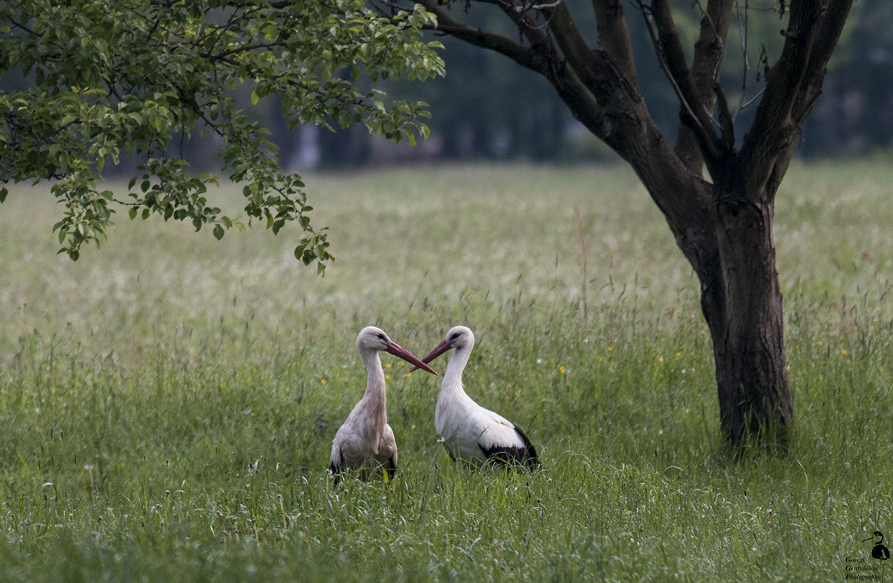 Canon EOS 70D + Canon EF 400mm F5.6L USM sample photo. Waiting for a sunrise photography