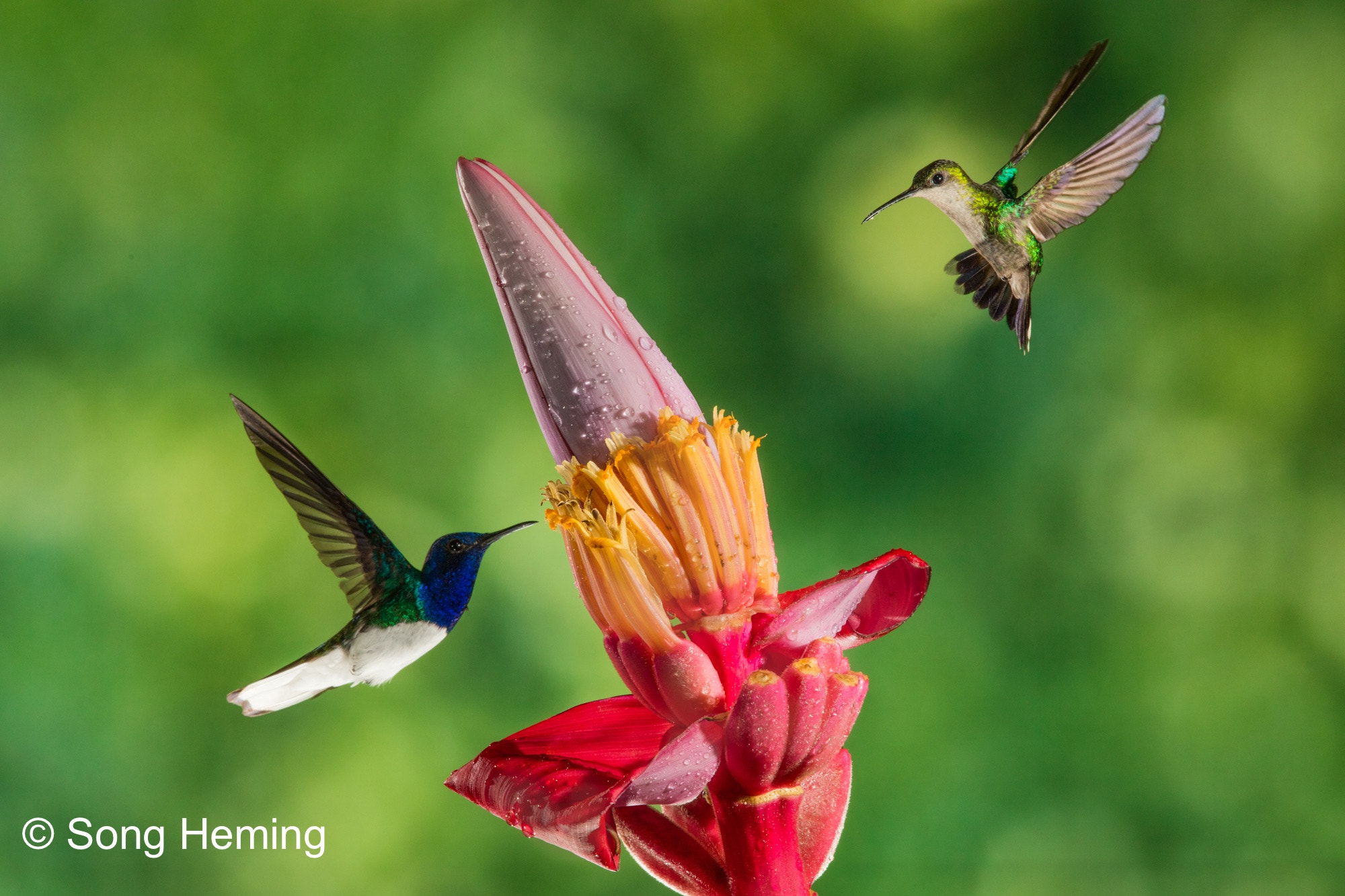 Canon EOS 5DS R + Canon EF 300mm F2.8L IS II USM sample photo. Hummingbirds photography