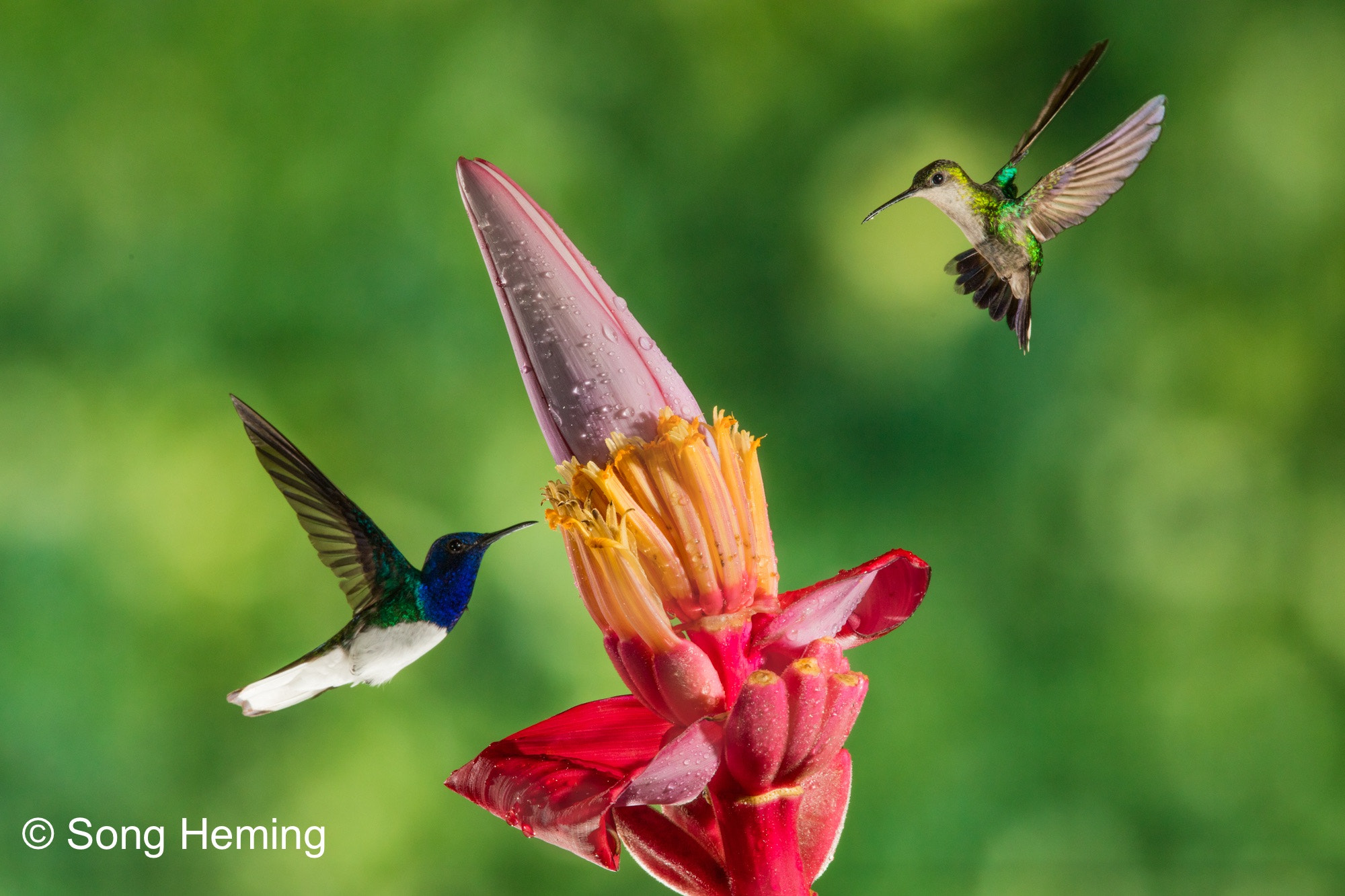 Canon EF 300mm F2.8L IS II USM sample photo. Hummingbirds photography