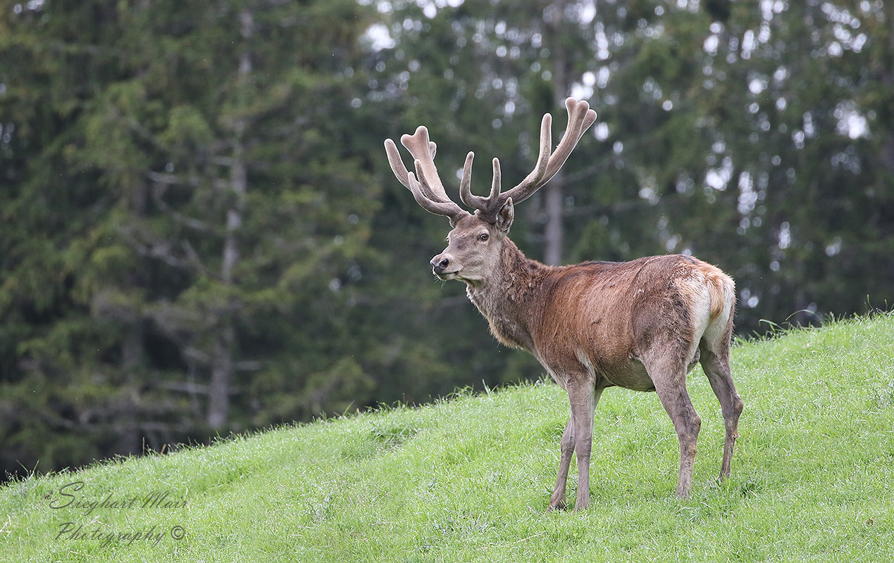 Canon EOS 7D Mark II + Canon EF 100-400mm F4.5-5.6L IS II USM sample photo. Hirsch photography