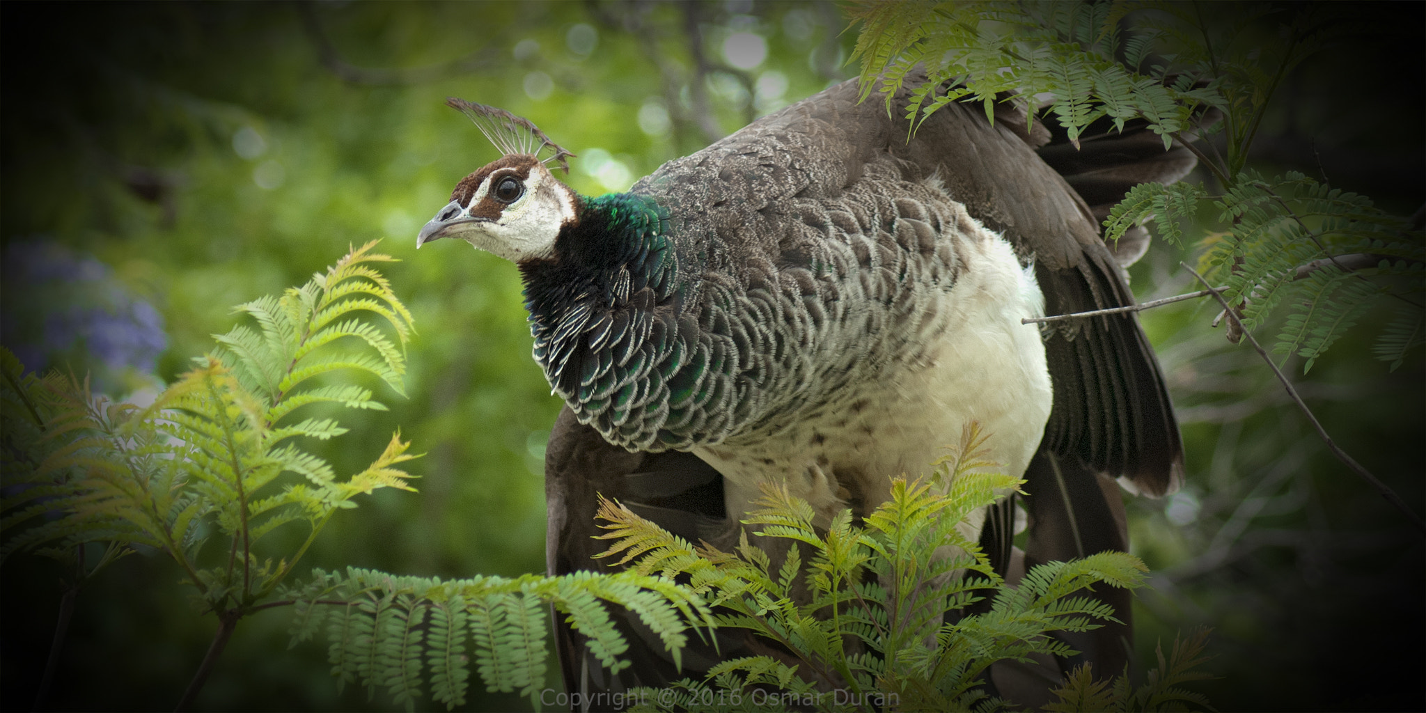 Nikon D200 + AF Zoom-Nikkor 75-300mm f/4.5-5.6 sample photo. Perched peahen photography