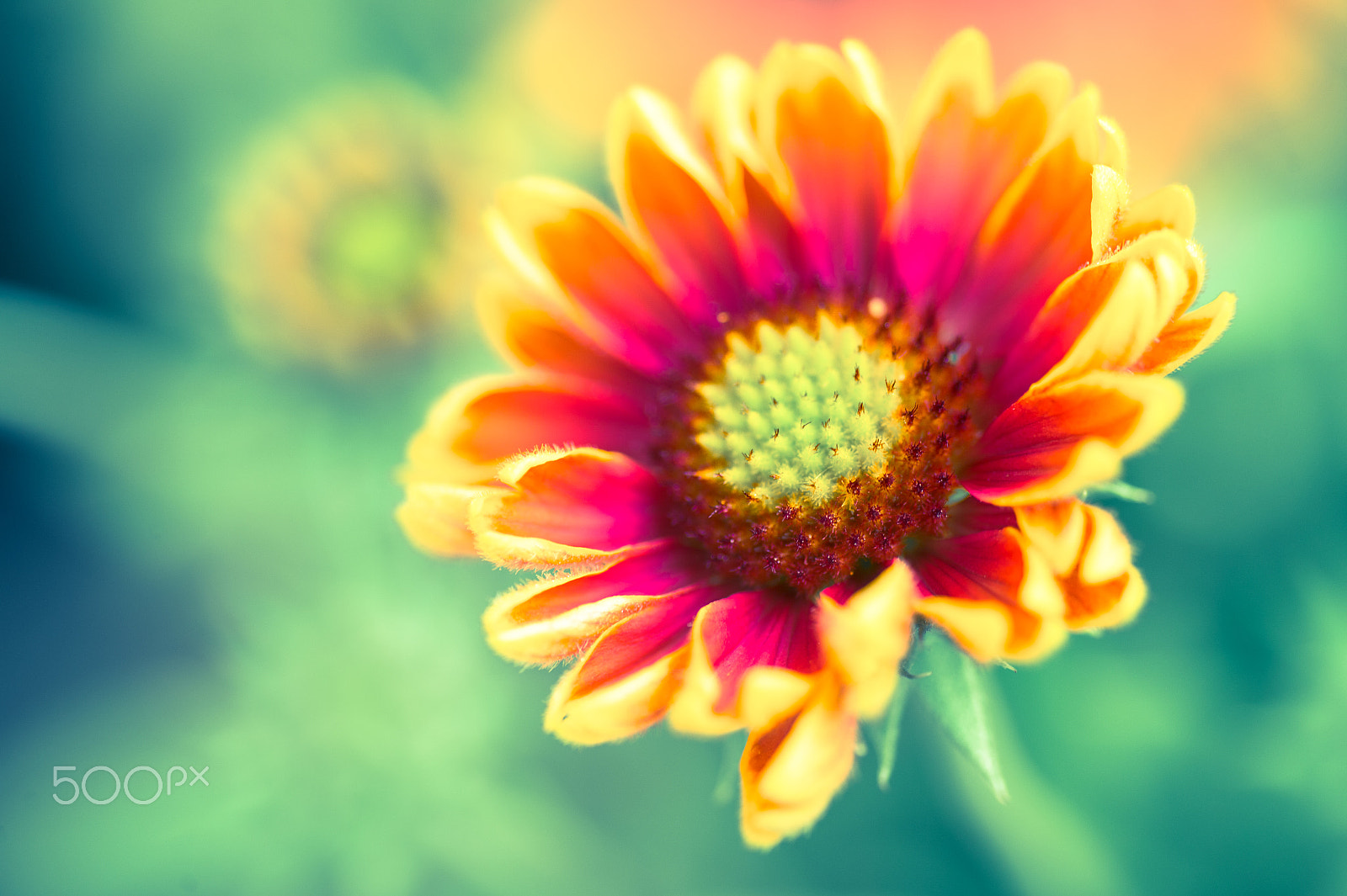 Nikon Df sample photo. Vivid photography