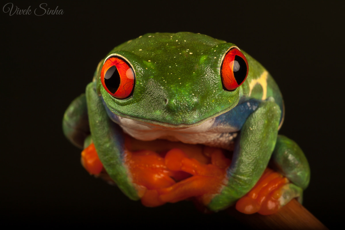Sigma APO Macro 180mm F2.8 EX DG OS HSM sample photo. Intimidating yet adorable photography