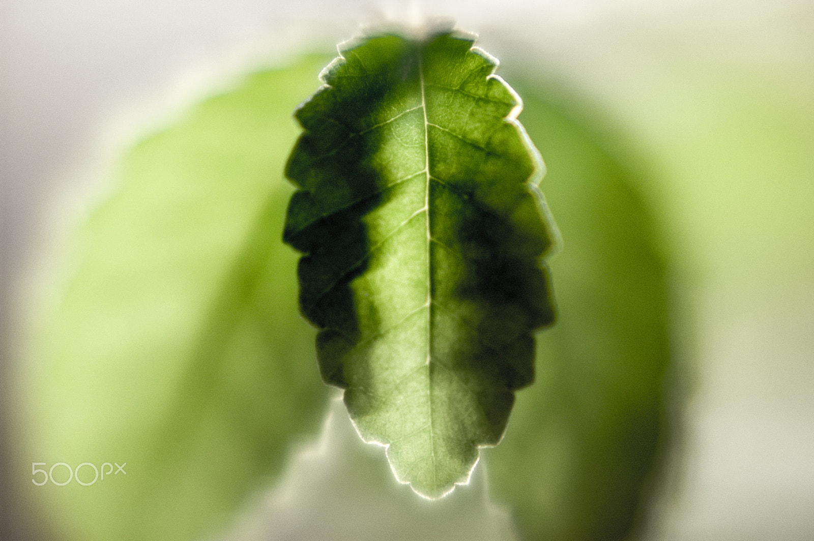 Nikon D70 + Nikon AF Nikkor 50mm F1.8D sample photo. Olmo cinese bonsai photography