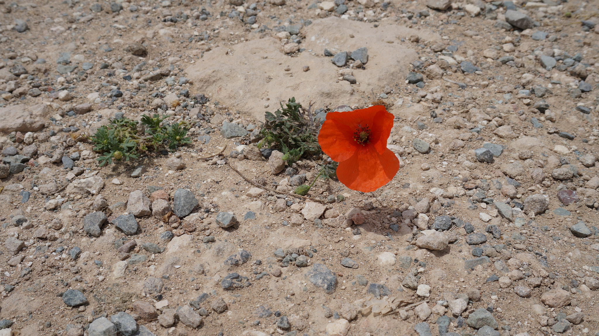 Sony E 18-50mm F4-5.6 sample photo. Lonely flower photography