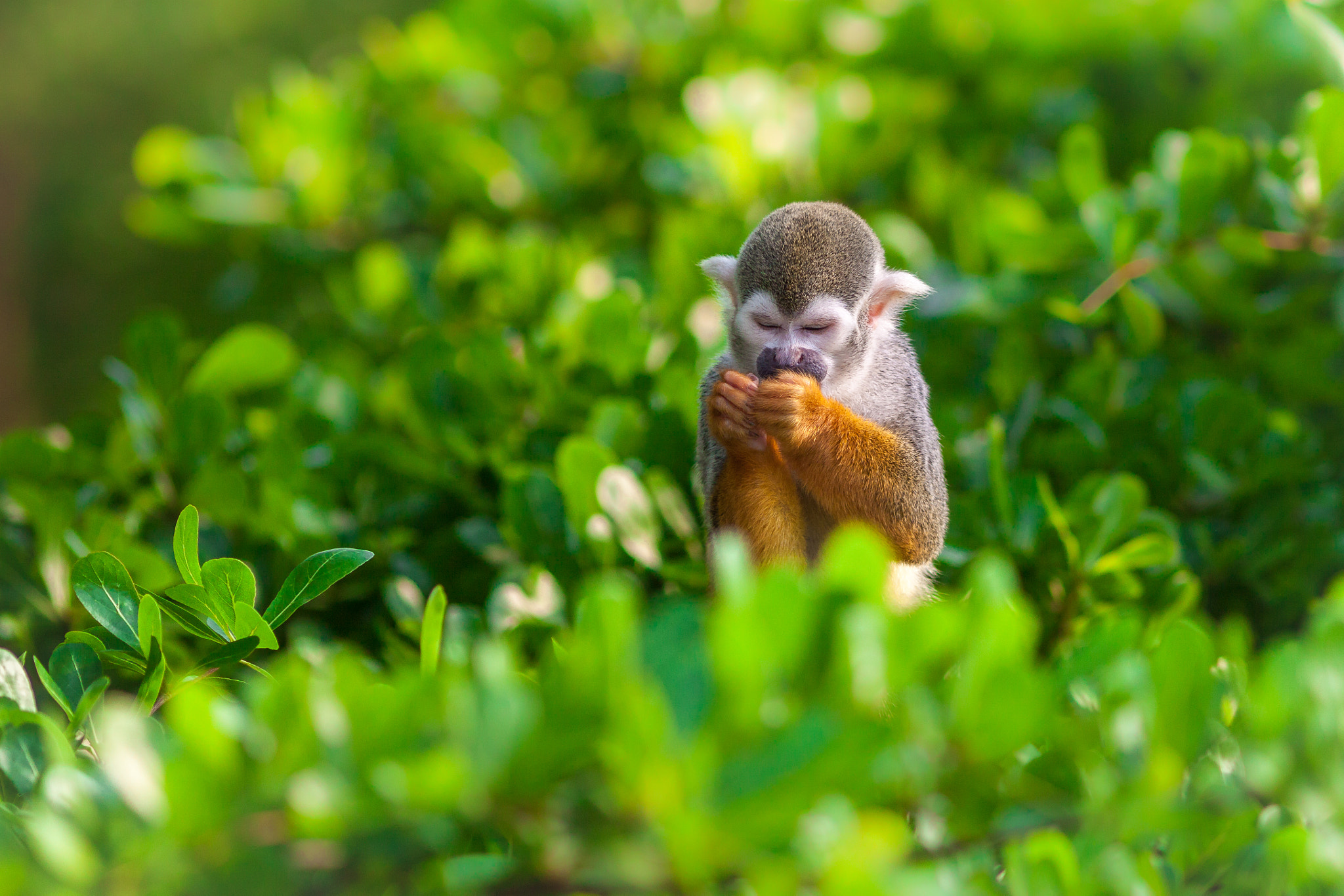 Canon EOS 50D + Canon EF 300mm F4L IS USM sample photo. Sitting in the treetop photography