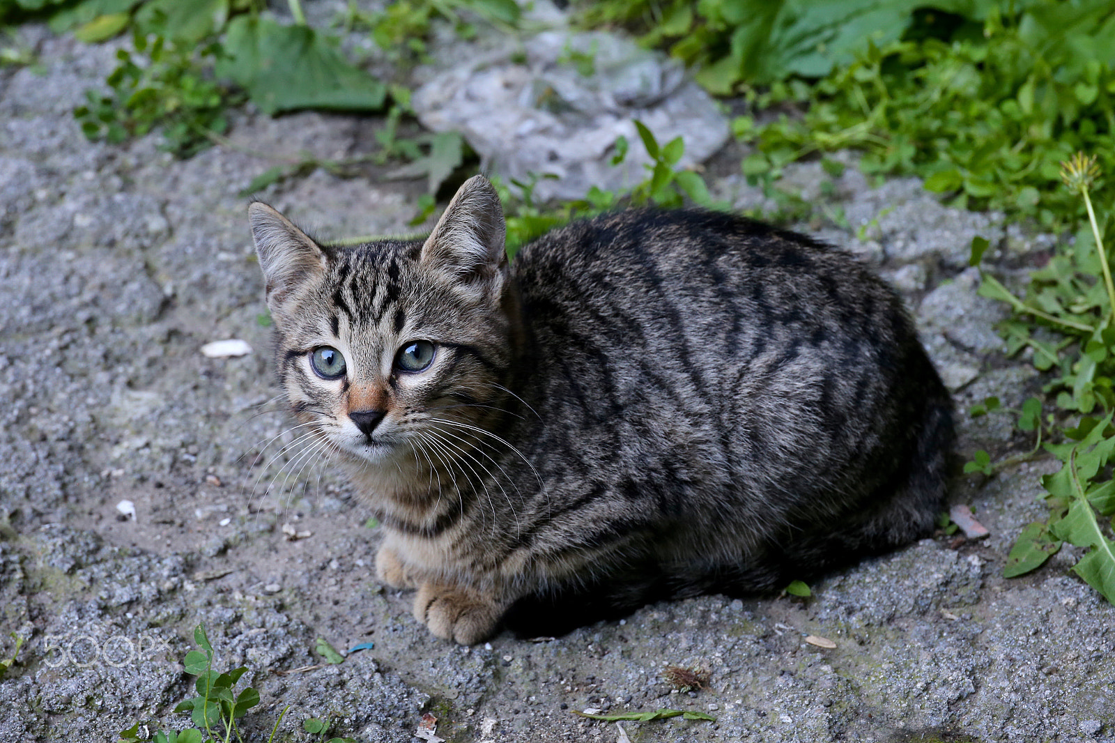 Canon EF 24-70mm F4L IS USM sample photo. Уличные котята photography