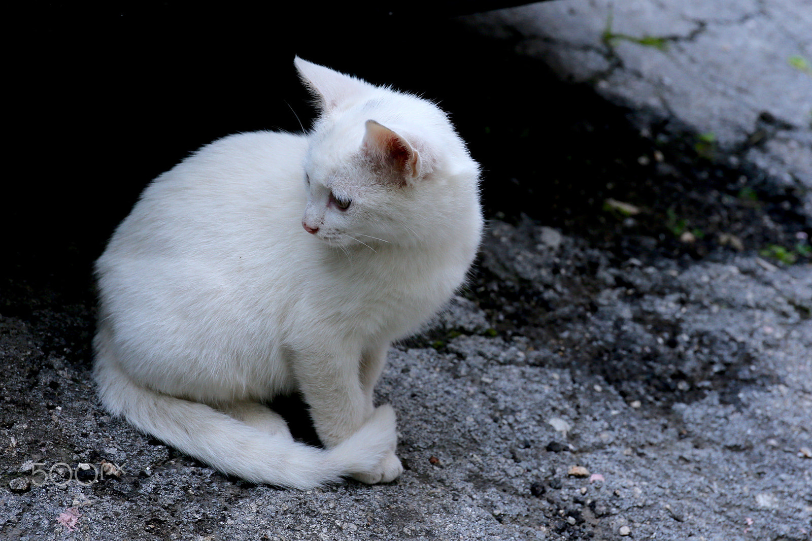 Canon EF 24-70mm F4L IS USM sample photo. Уличные котята photography