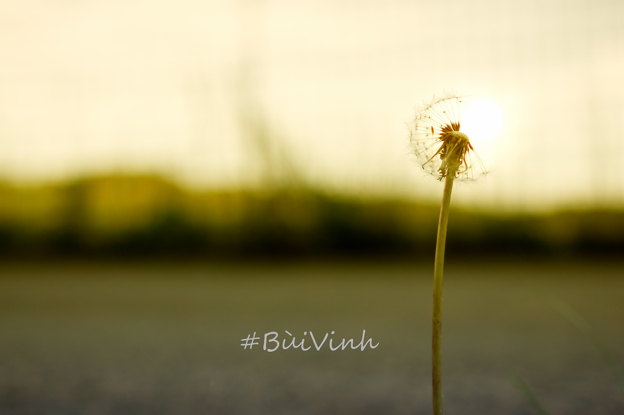 Sony Alpha NEX-5 + Minolta AF 28mm F2 sample photo. Dandelion to sun photography