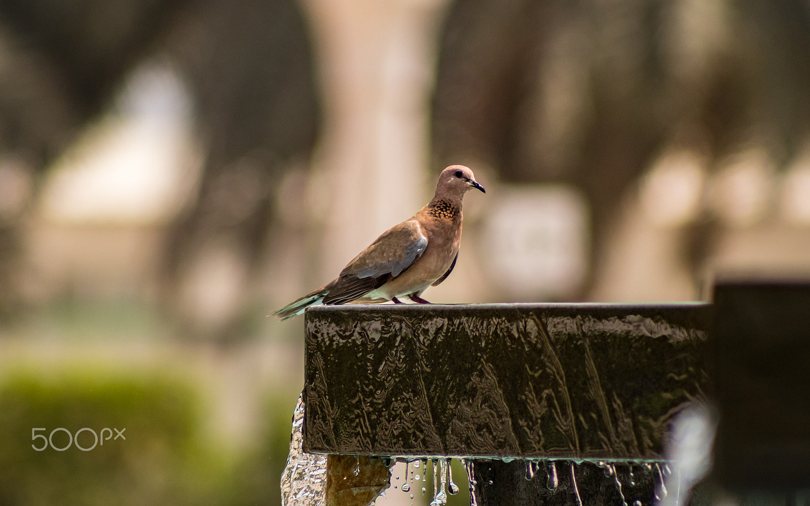 EF75-300mm f/4-5.6 sample photo. Ankur tripathi photography photography