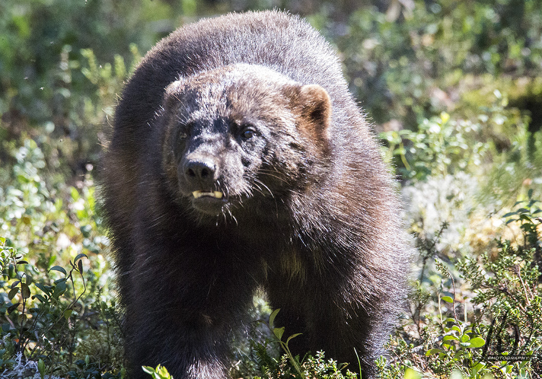 Sigma 150-600mm F5-6.3 DG OS HSM | C sample photo. Wolverine photography