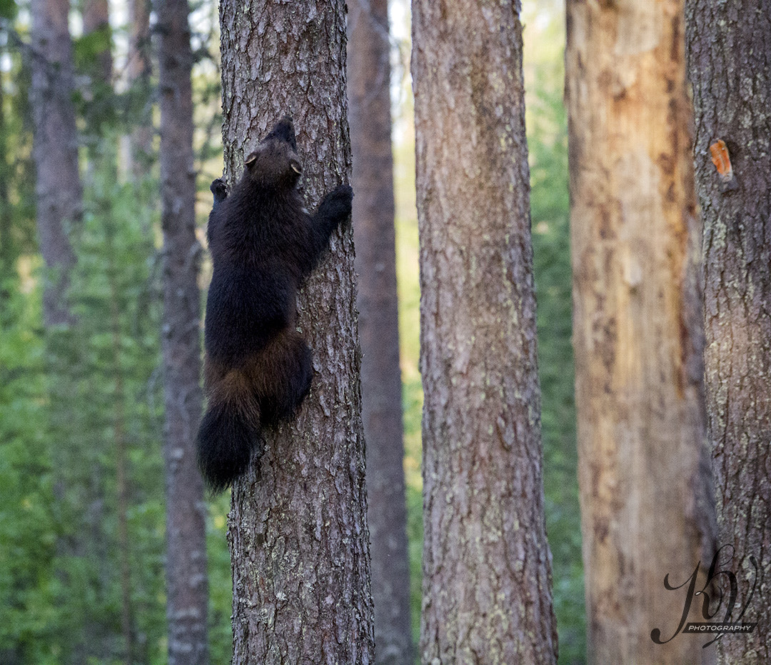 Sigma 150-600mm F5-6.3 DG OS HSM | C sample photo. Wolverine in a tree photography
