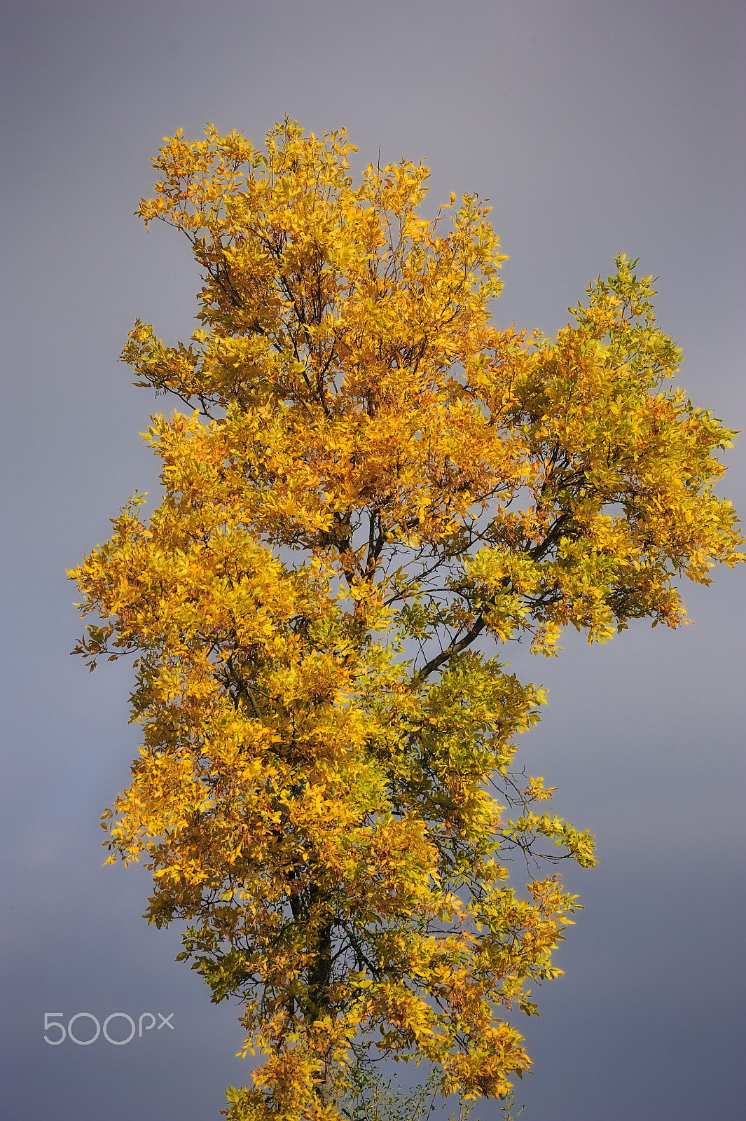 Nikon D3 + Sigma APO 100-300mm F4 EX IF HSM sample photo. Nature photography