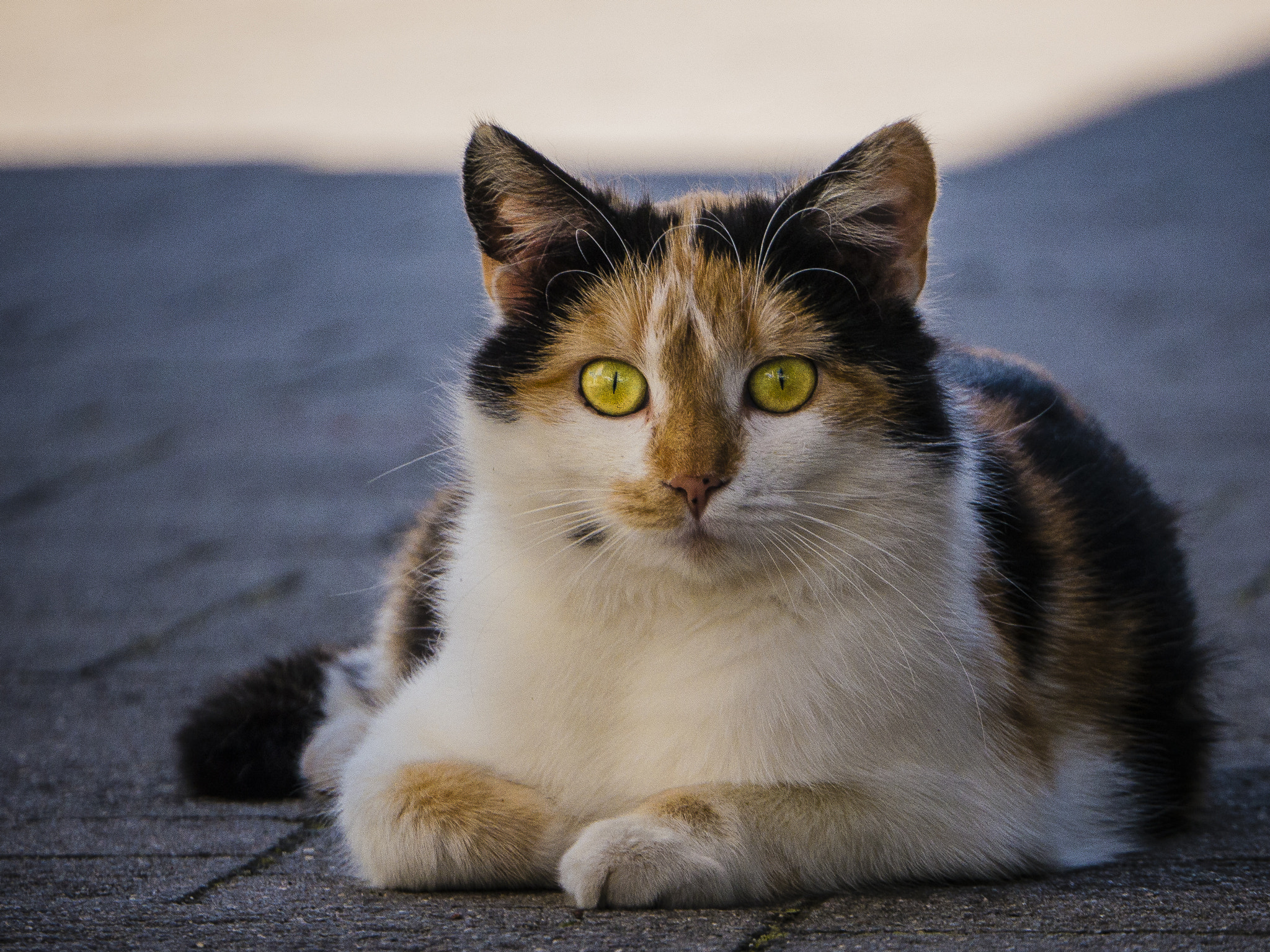 LUMIX G VARIO 45-150/F4.0-5.6 sample photo. Observation photography