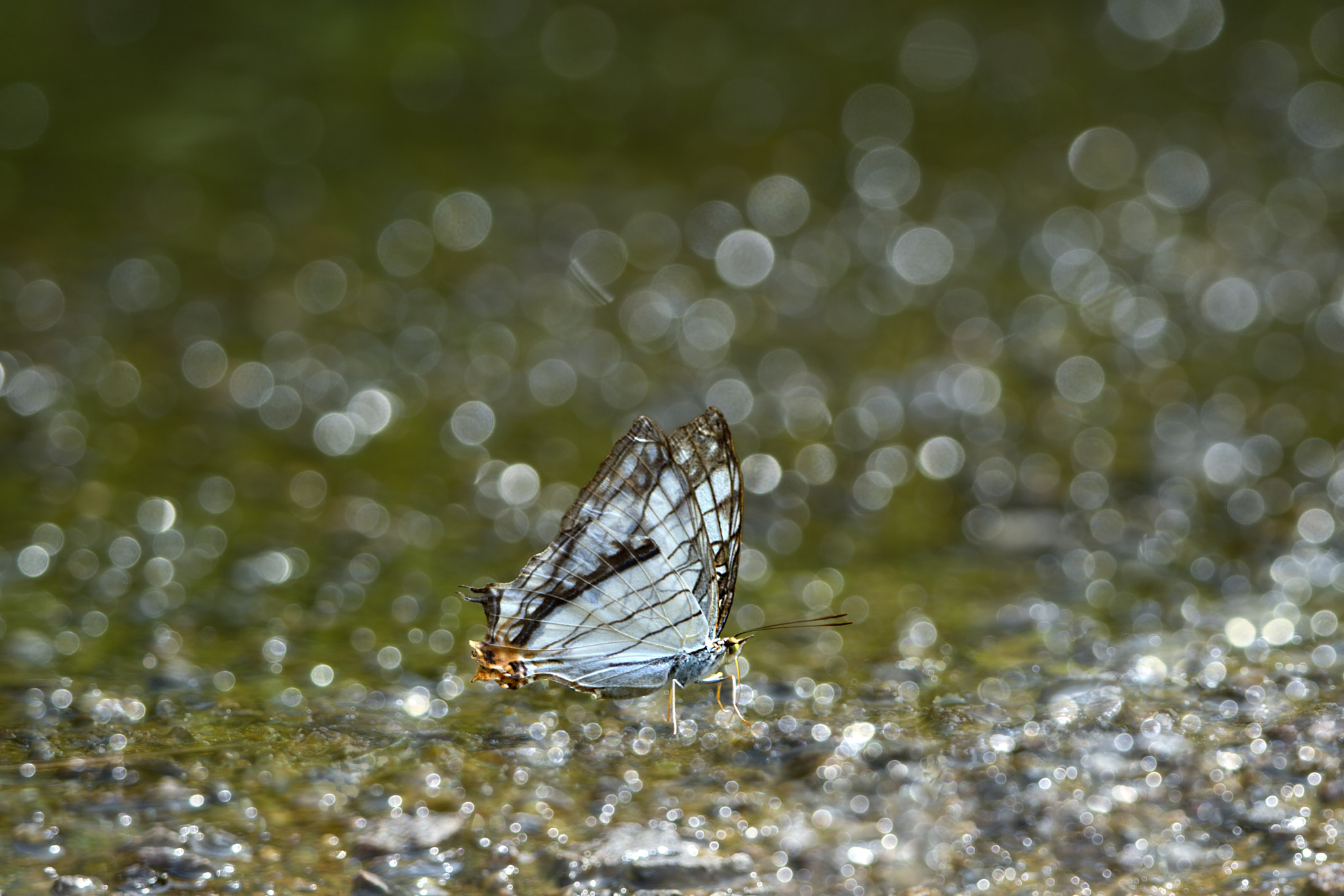 Nikon D4S sample photo. Thristy photography