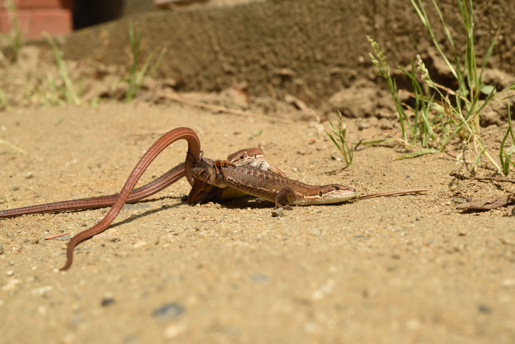 ZEISS Makro-Planar T* 50mm F2 sample photo. Takydromus tachydromoides photography