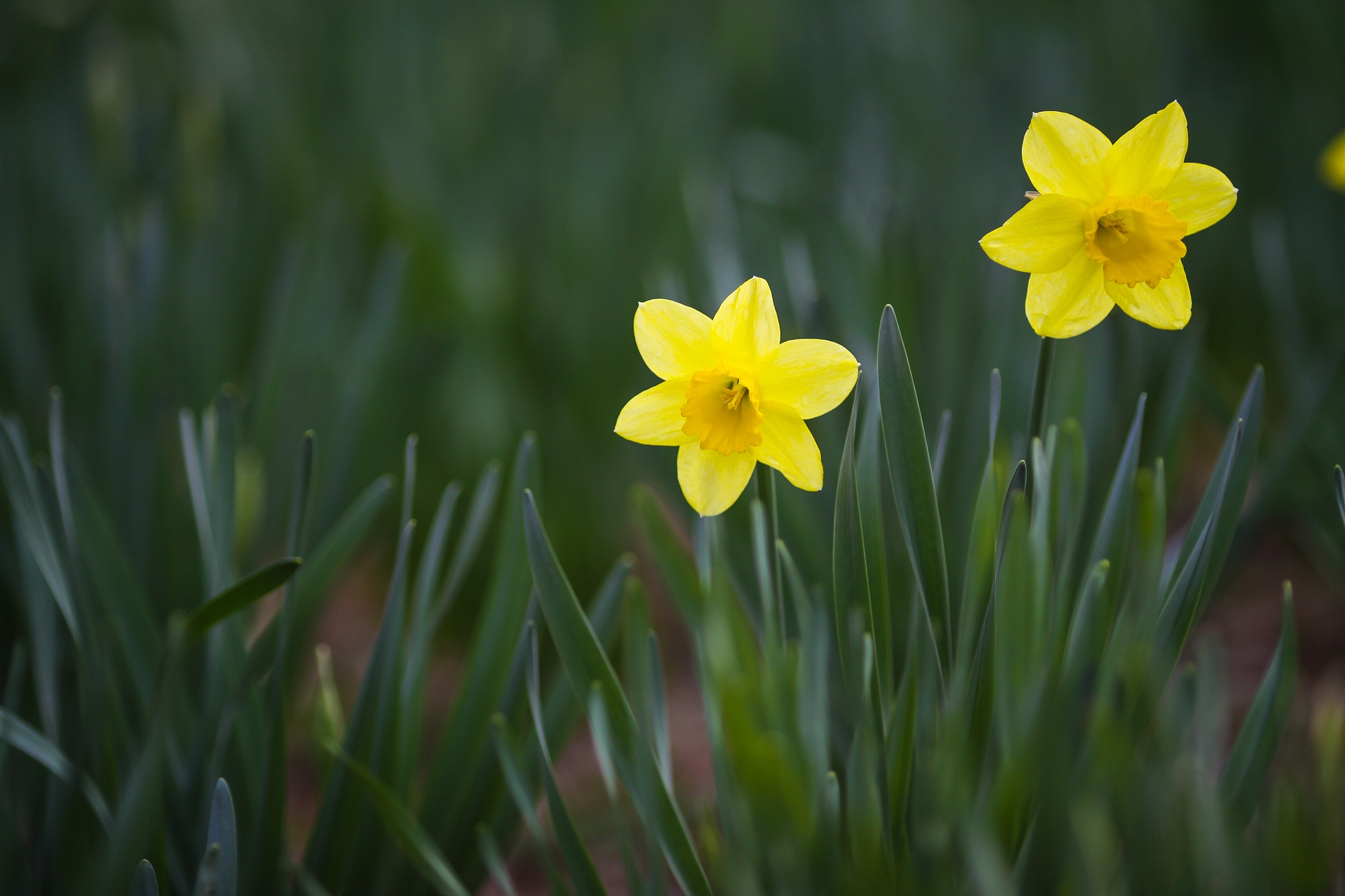 Canon EOS 50D + Canon EF 135mm F2L USM sample photo. Flower photography