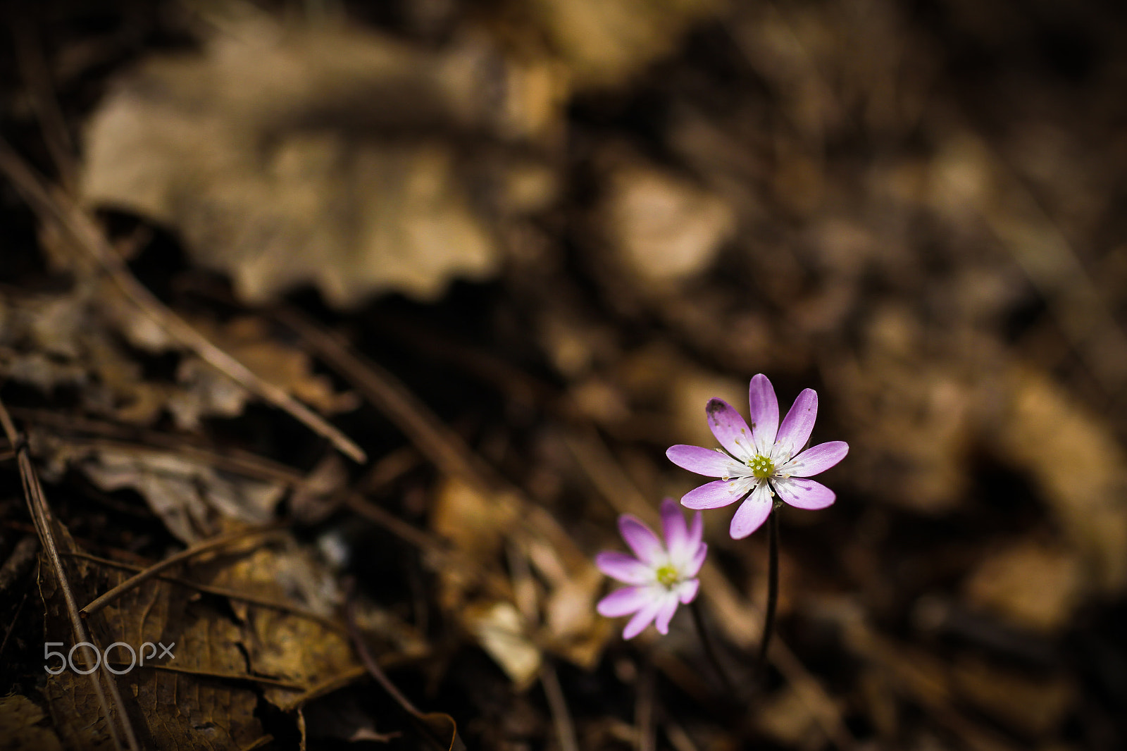 Canon EOS 50D + Canon EF 35mm F1.4L USM sample photo. L photography