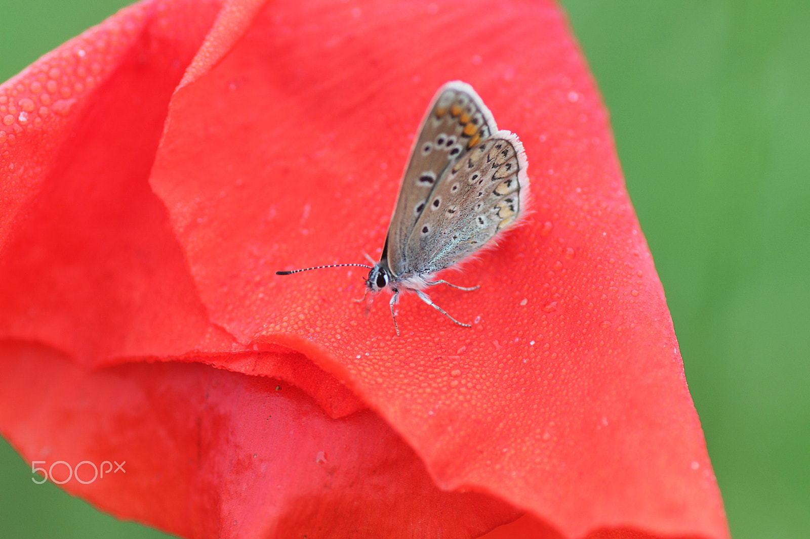 Tamron SP AF 90mm F2.8 Di Macro sample photo. Red, green and butterfly photography
