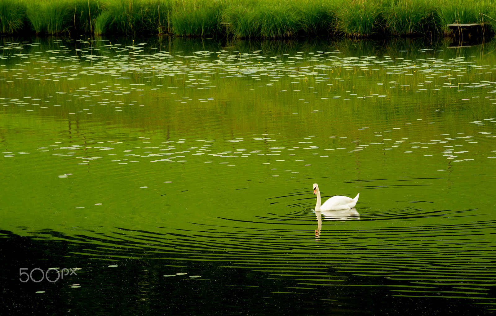 Sigma 70-200mm F2.8 EX DG Macro HSM II sample photo. Swan in pure nature photography