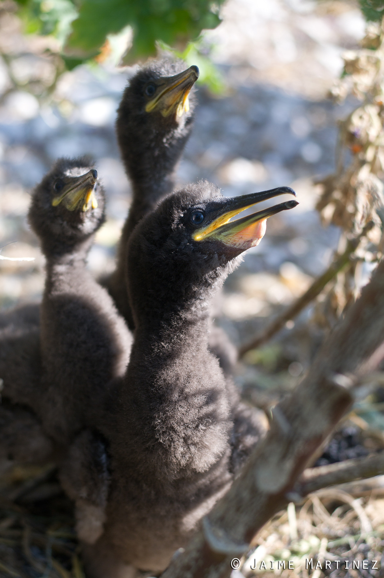 Nikon D3S + Nikon AF-S Nikkor 50mm F1.8G sample photo. European shag - phalacrocorax aristotelis photography